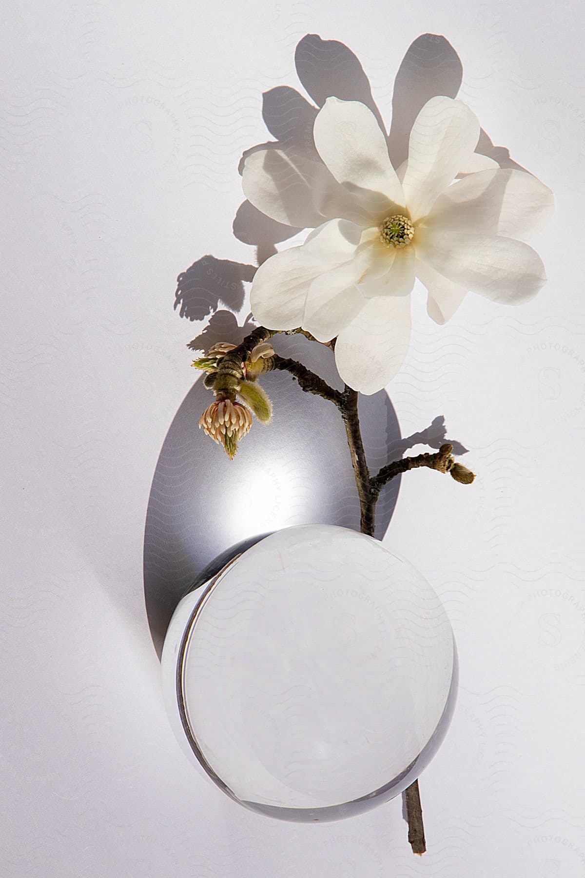 A delicate white flower and its branch are artfully positioned against a round, reflective surface.