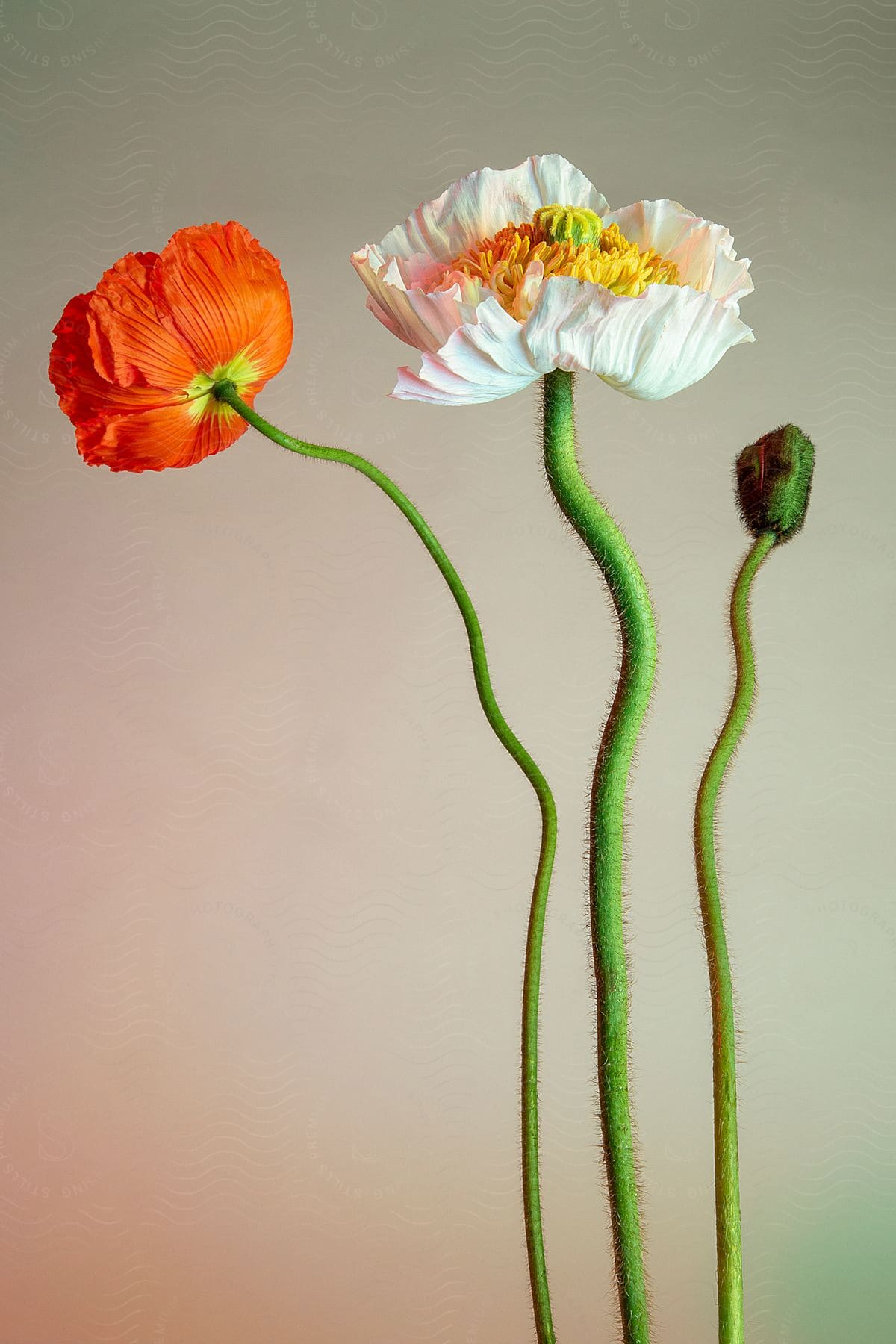Greenish stem with white and orange flower in a blurry background