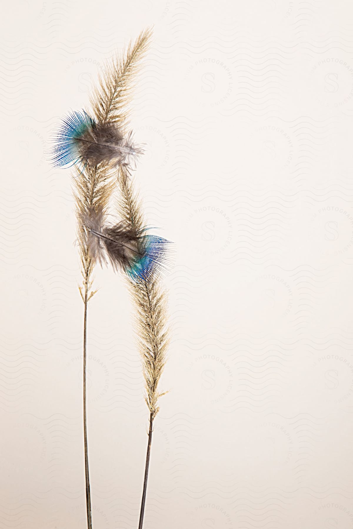 Wheat foliage in still life with two grayish and blue feathers connected on a white background