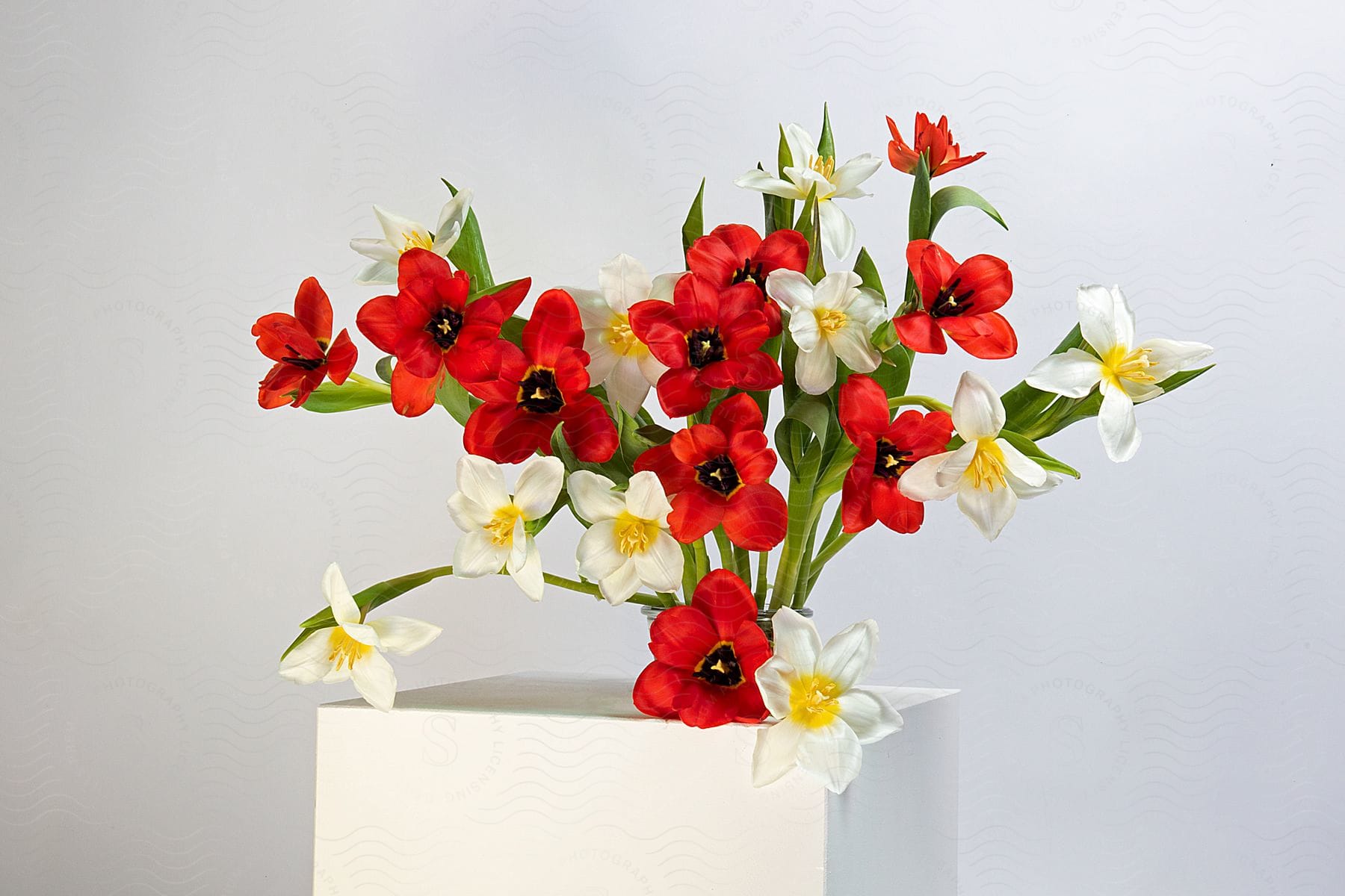 White vase with flowers of white and red colors on a white background