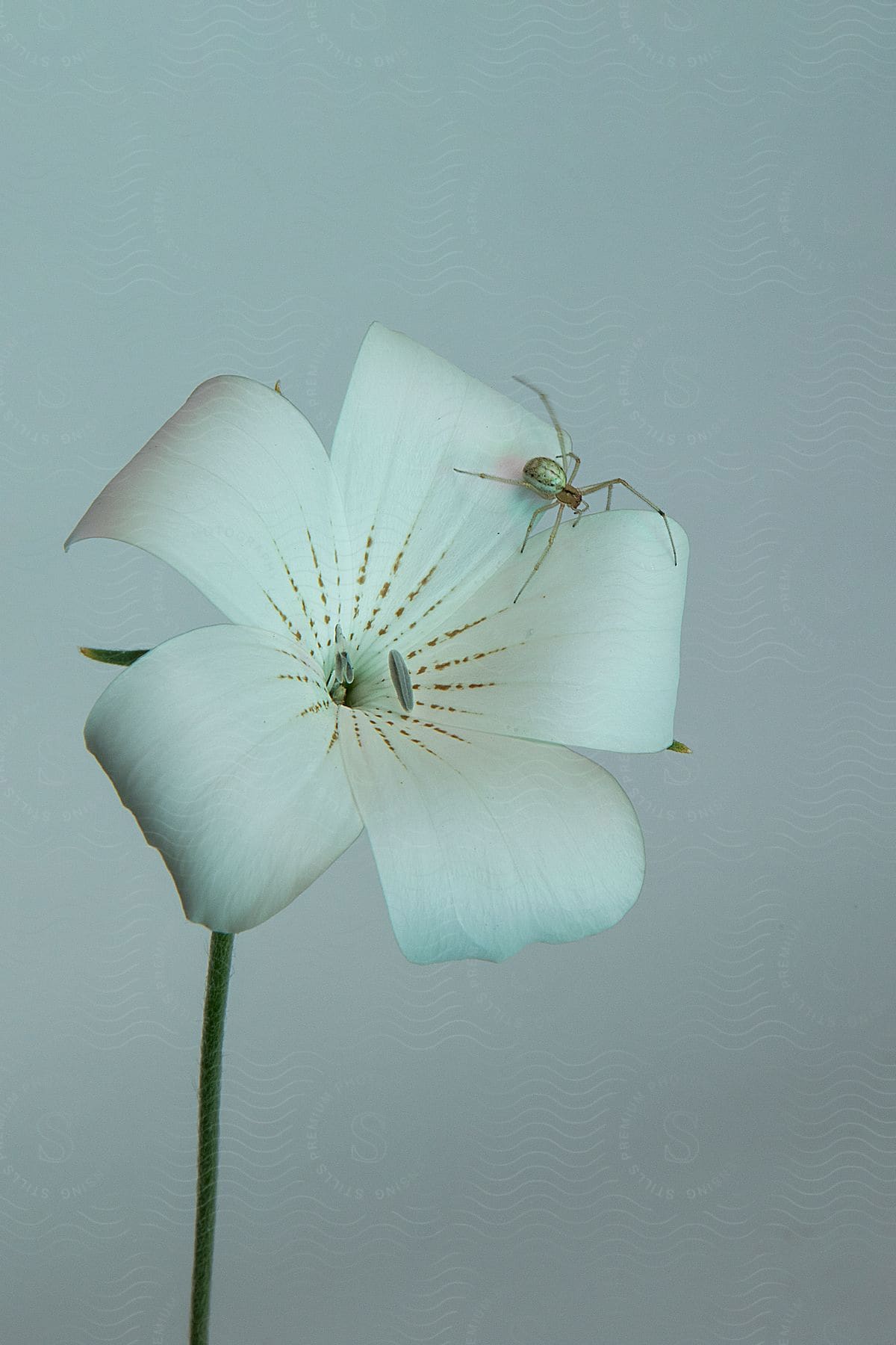 White flower with a spider and blurred background