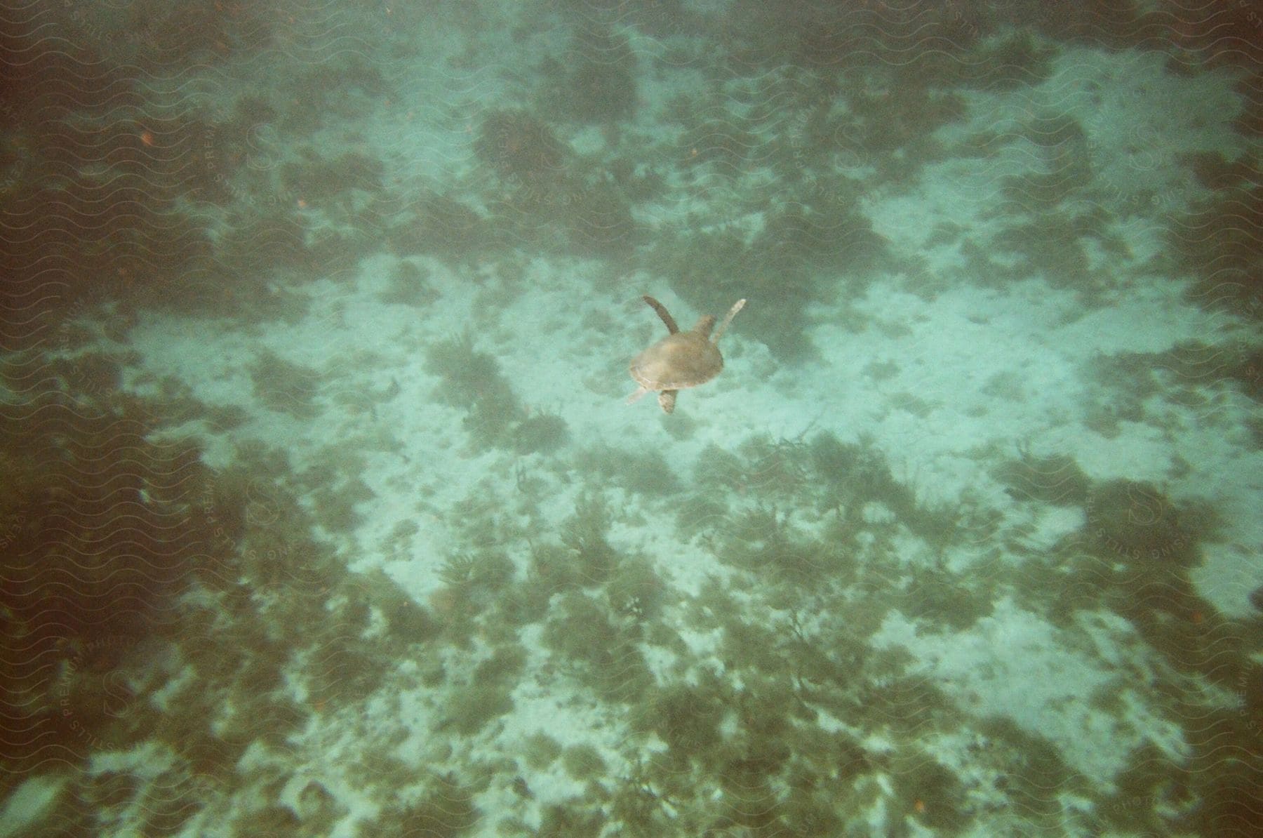 Turtle swimming in the middle of the sea with mud around it