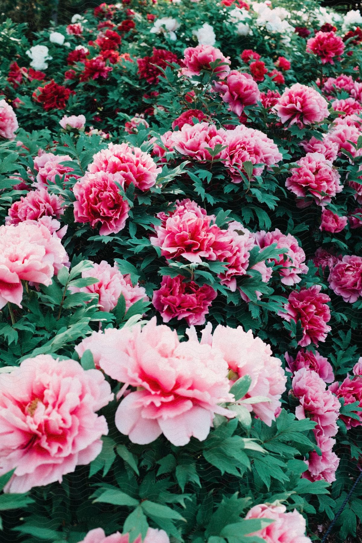 Various plants with many pink and red flowers all with open petals