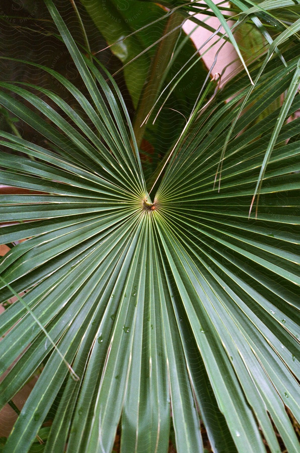 A large green palm leaf with many slender, radiant fronds.
