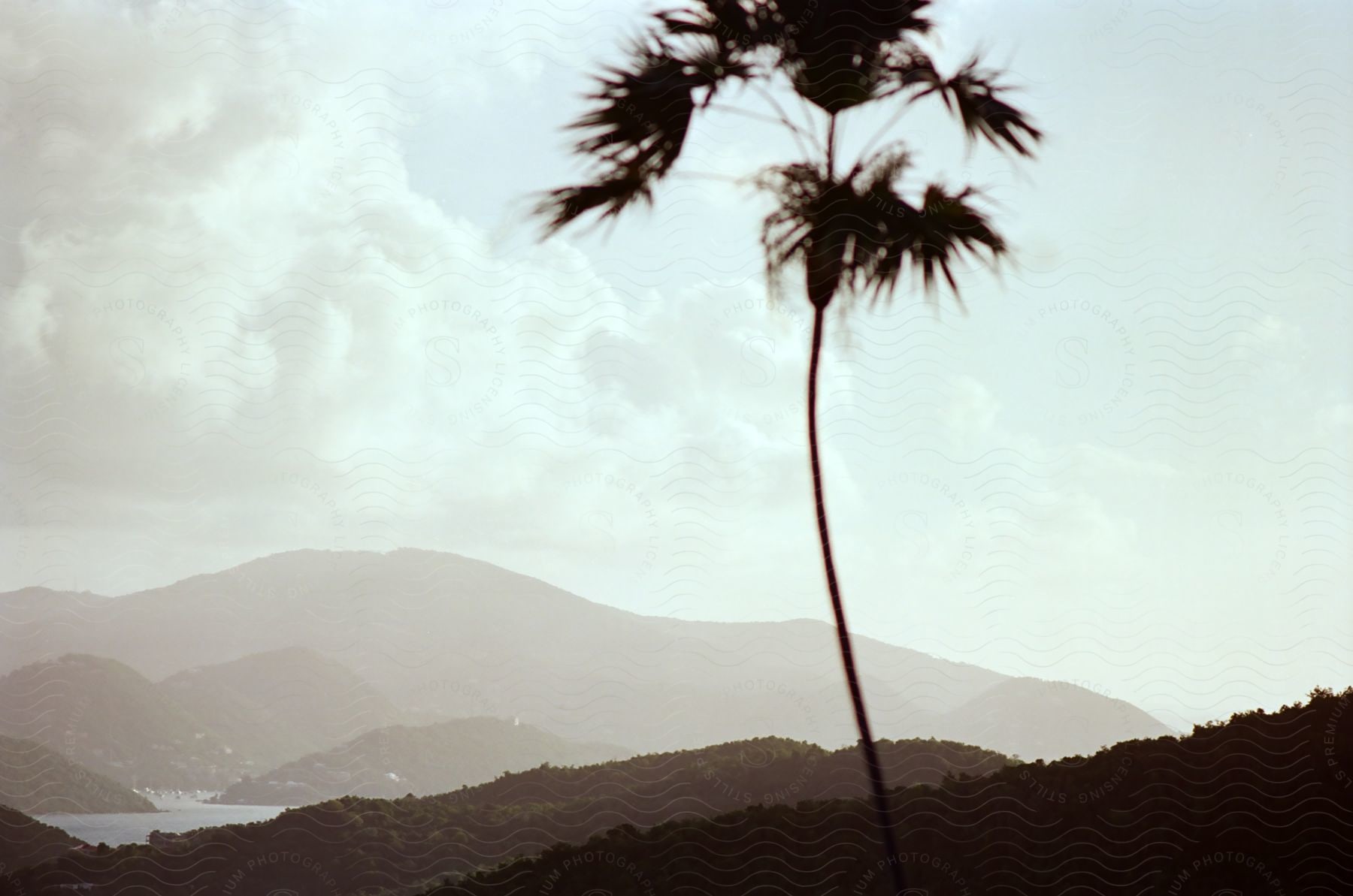 Natural landscape of a palm tree amid mountains with islands on the horizon.