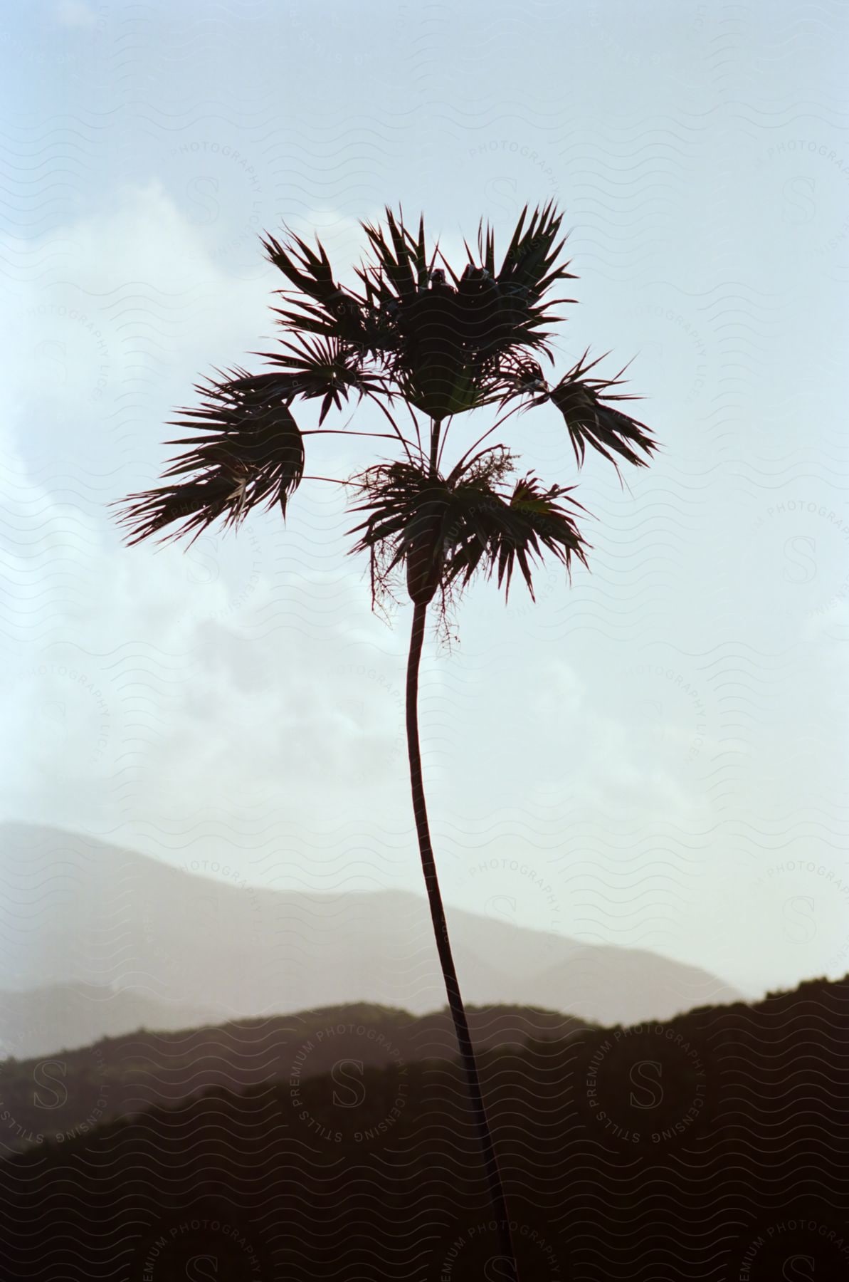 Silhouette of a tall palm tree against a soft mountainous background under a cloudy sky.