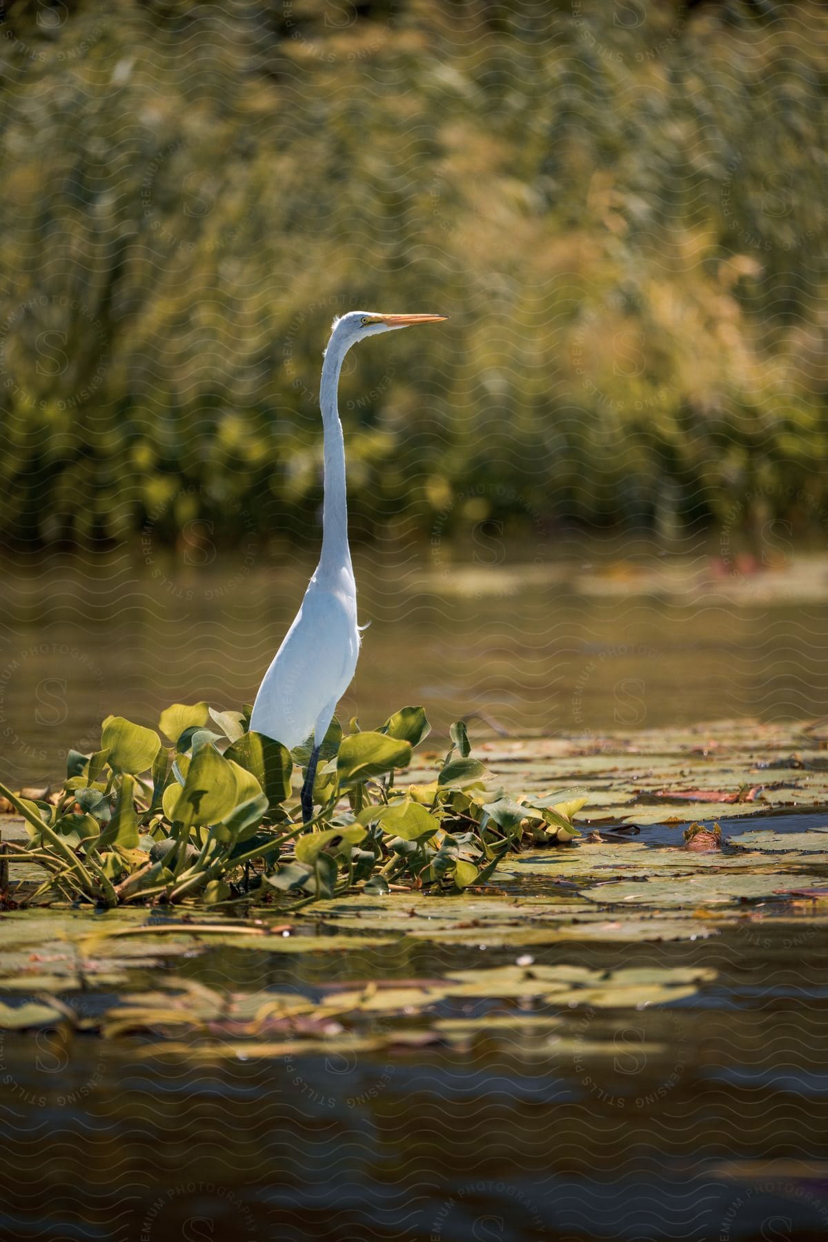 A view of a large bird standing in some water.