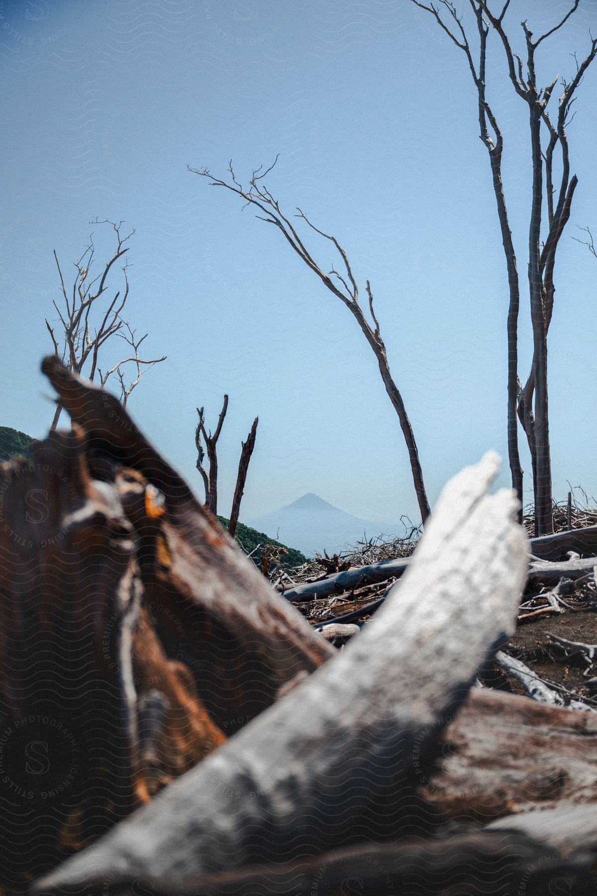 Dry trees and fallen trunks on a cloudless blue sky day with mountains on the horizon