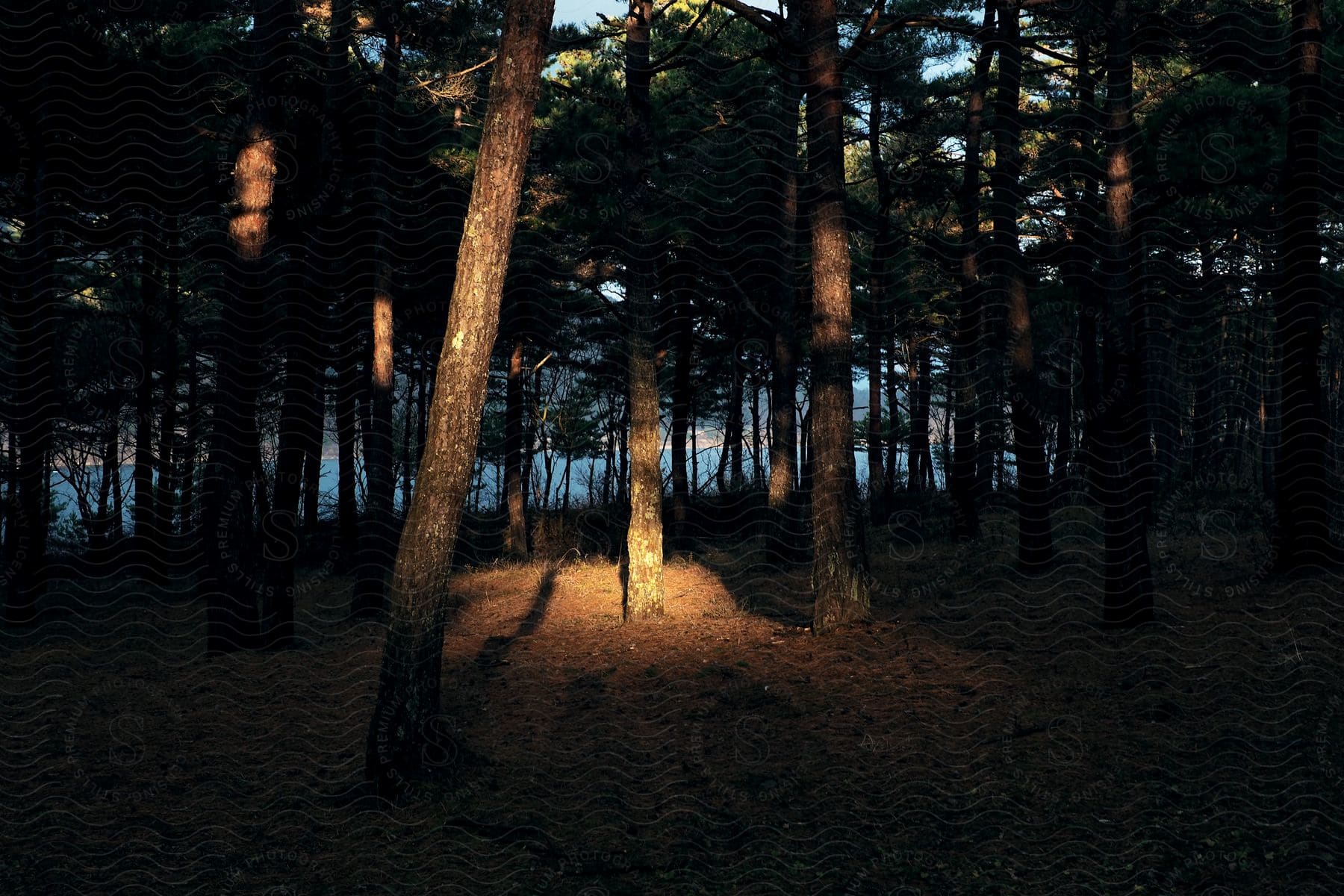 Sunlight shines through trees in a forest along the coast