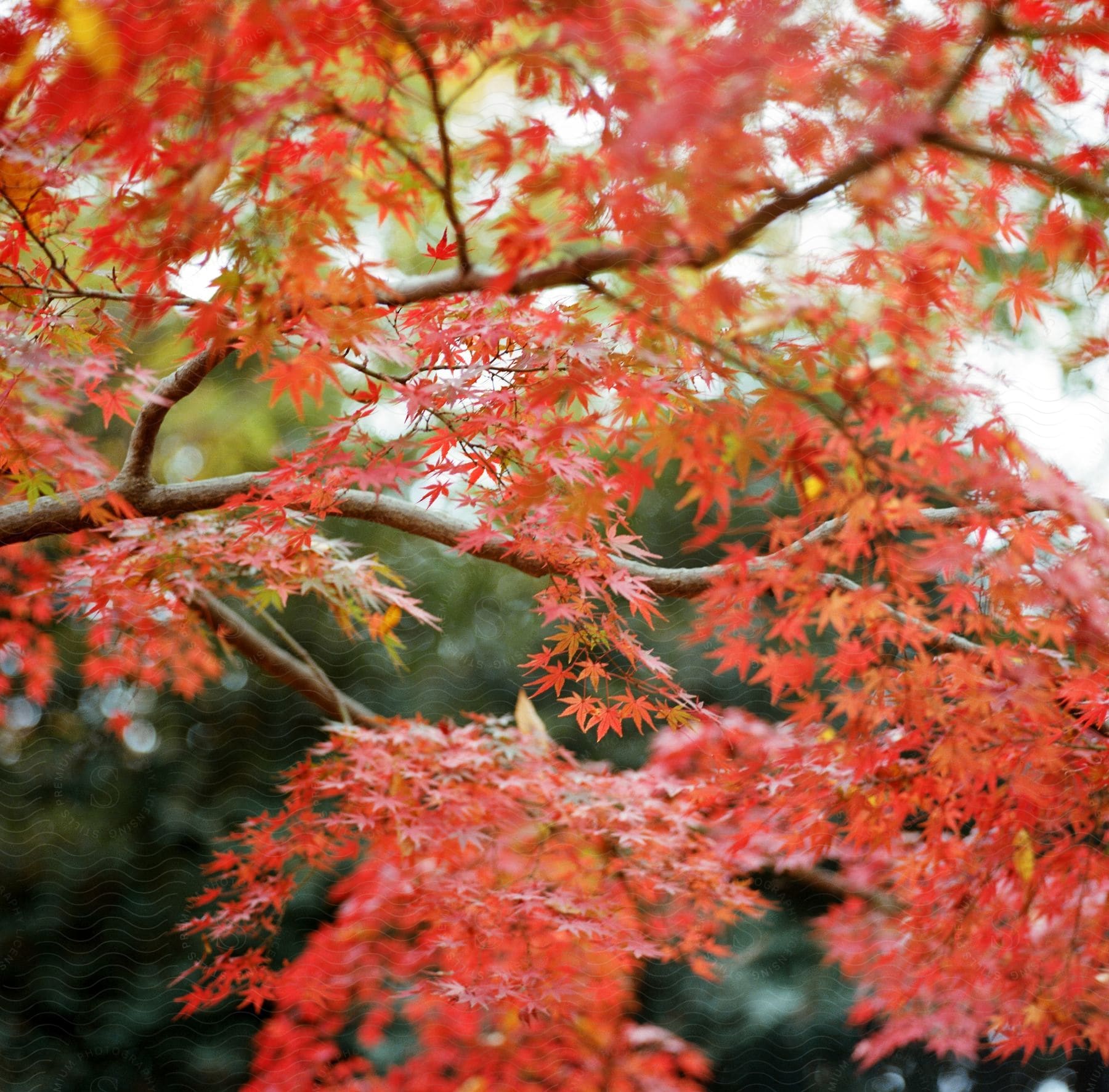 Close-up of Japanese maple branches with reddish leaves during the day.