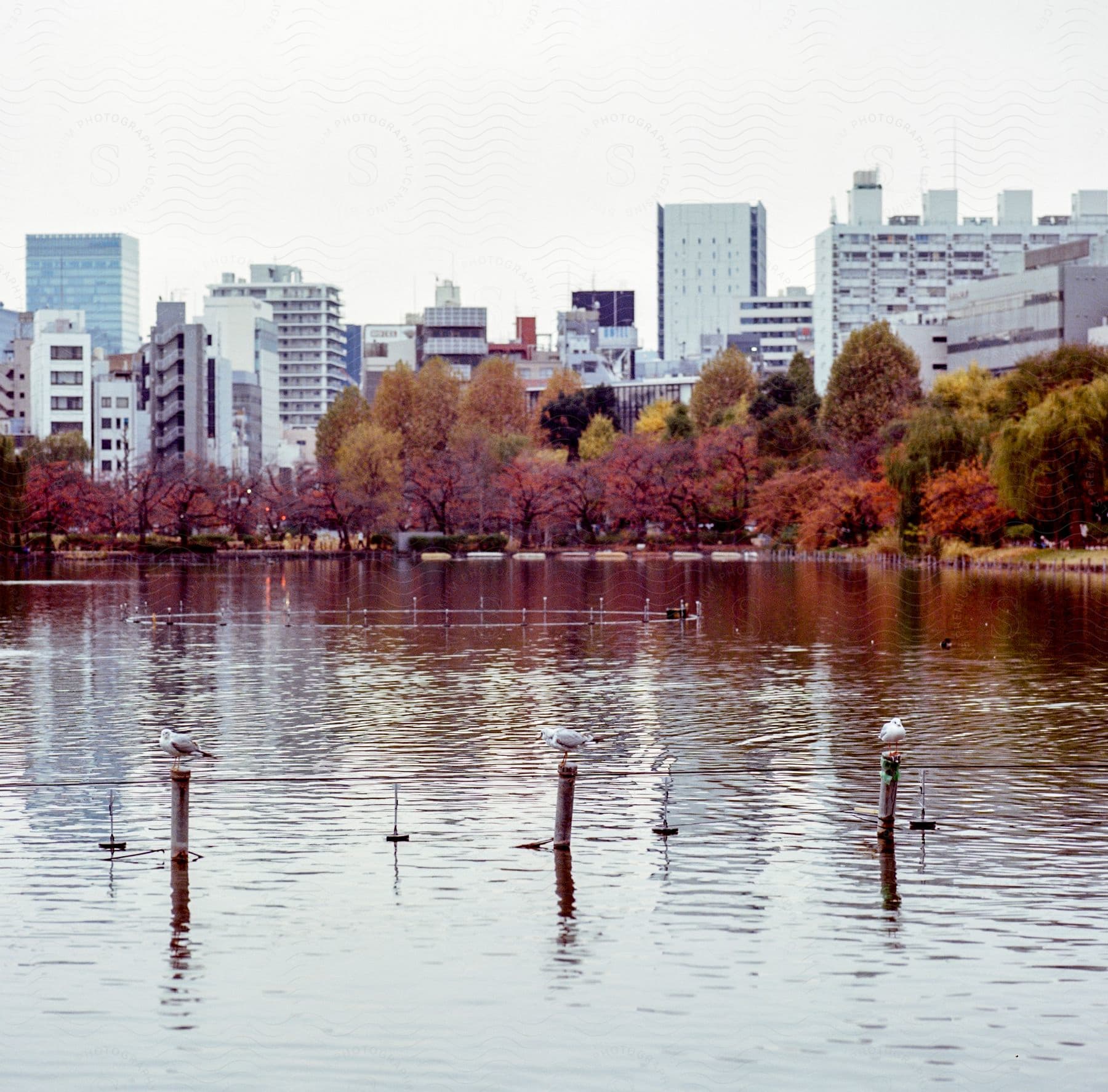 A view of a small lake in the middle of a city