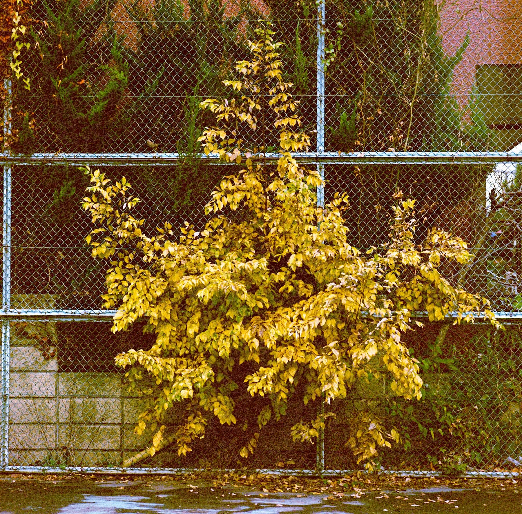 Shrub with yellow leaves grows through a fence.