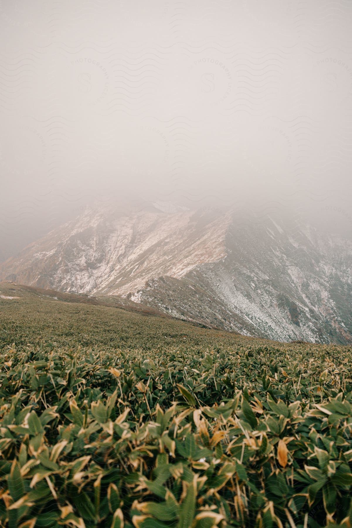 Plants grow on a hill near a mountain under a foggy sky