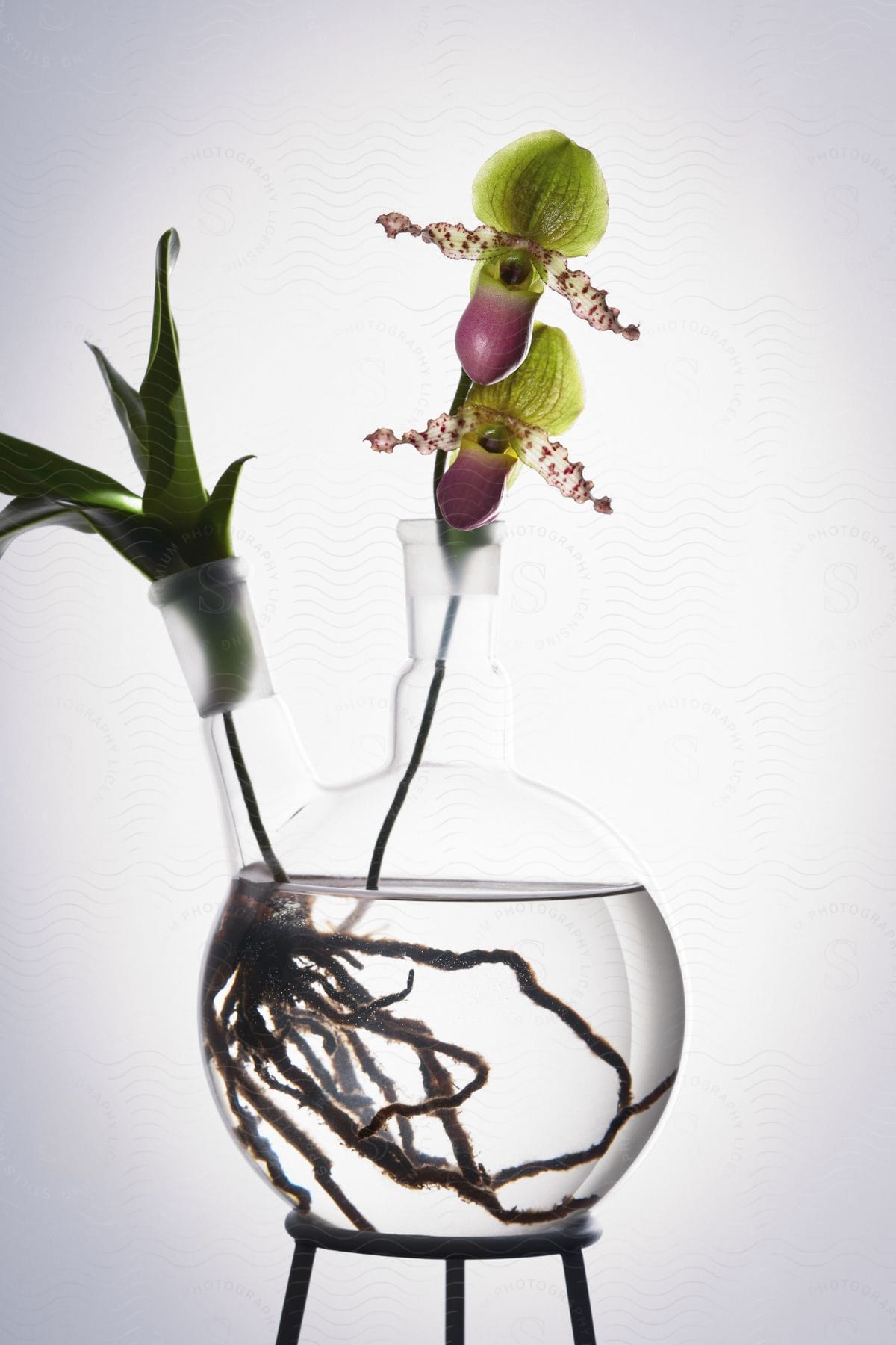 Orchid with green and purple petals in a clear glass flask on a metal stand, showcasing the roots in water.