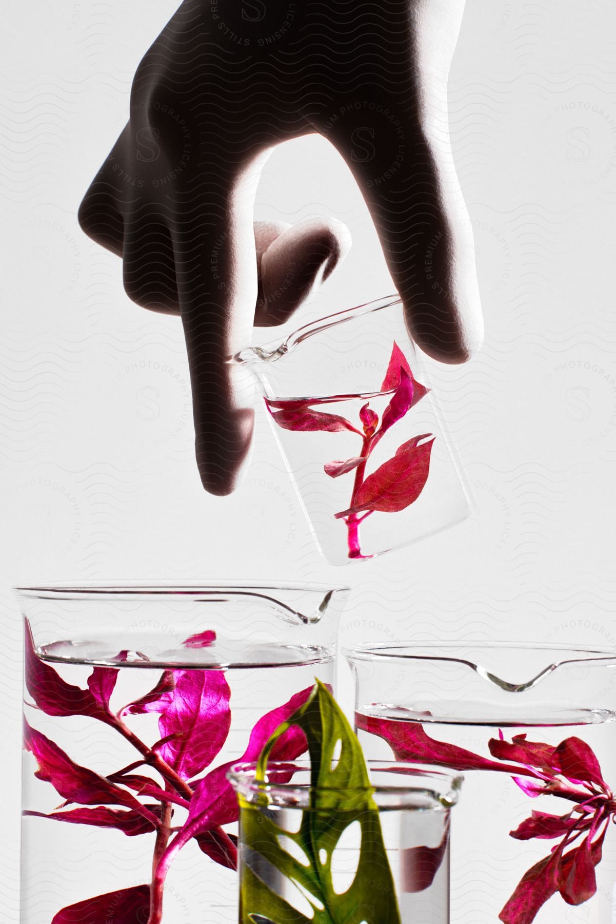 Hand holding a bottle with water and plant inside with other vases of different sizes with plants on a white background.