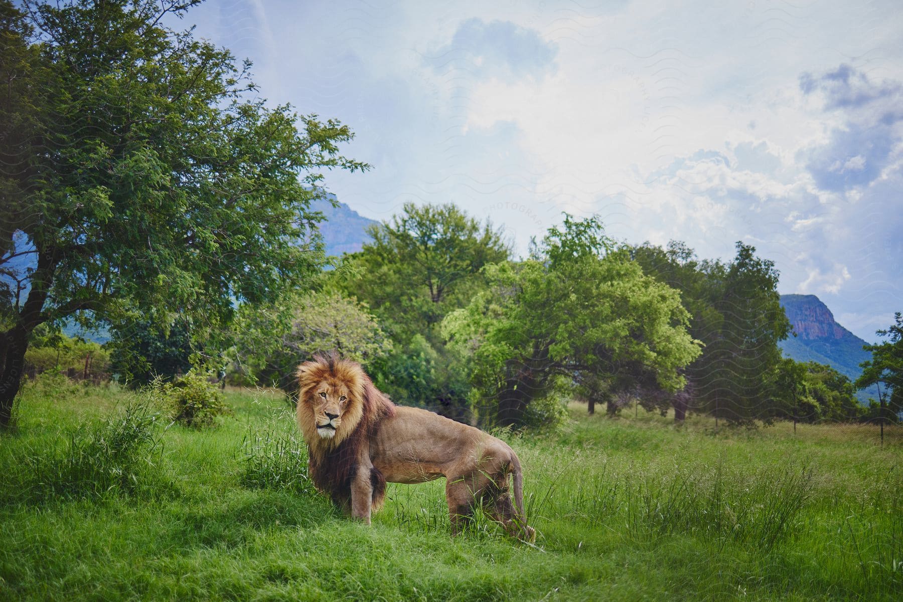 Adult male lion stands in field near trees with mountains in the background on a cloudy day.