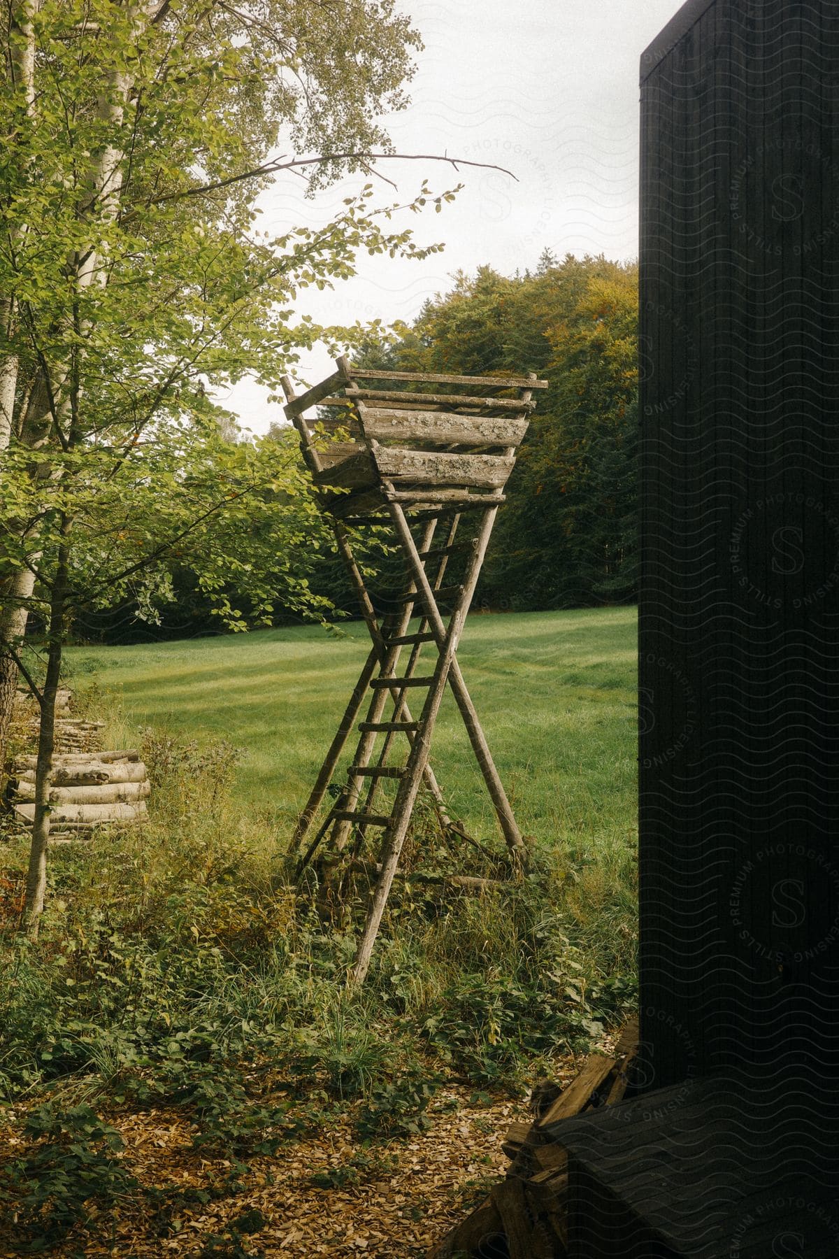 A ladder out in the woods near some grass.