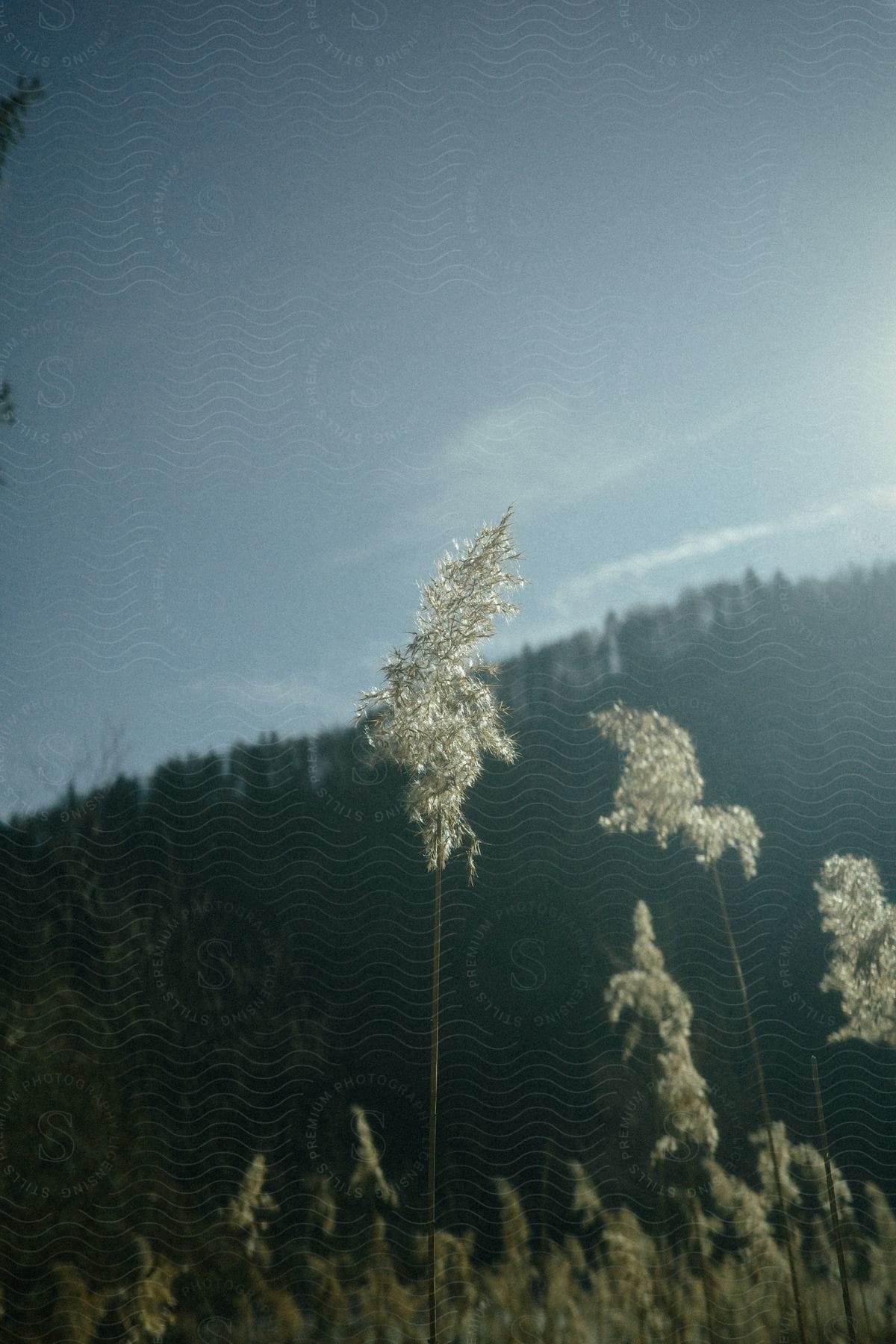 The sun shines upon plants with a forested mountain in the distance