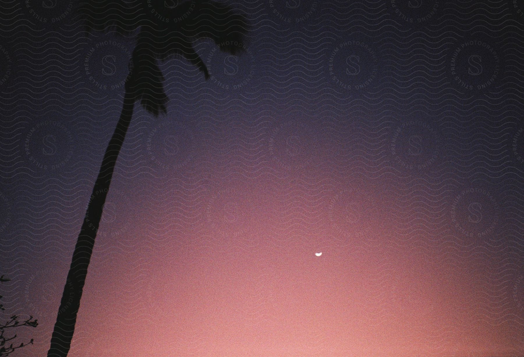 Palm tree high in a pink sky as the moon glows in the distance