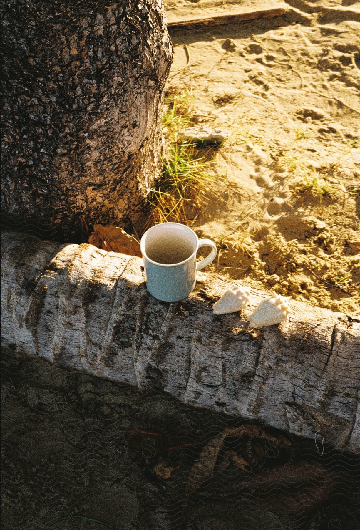 Cup of coffee with two sea shells on a log outside