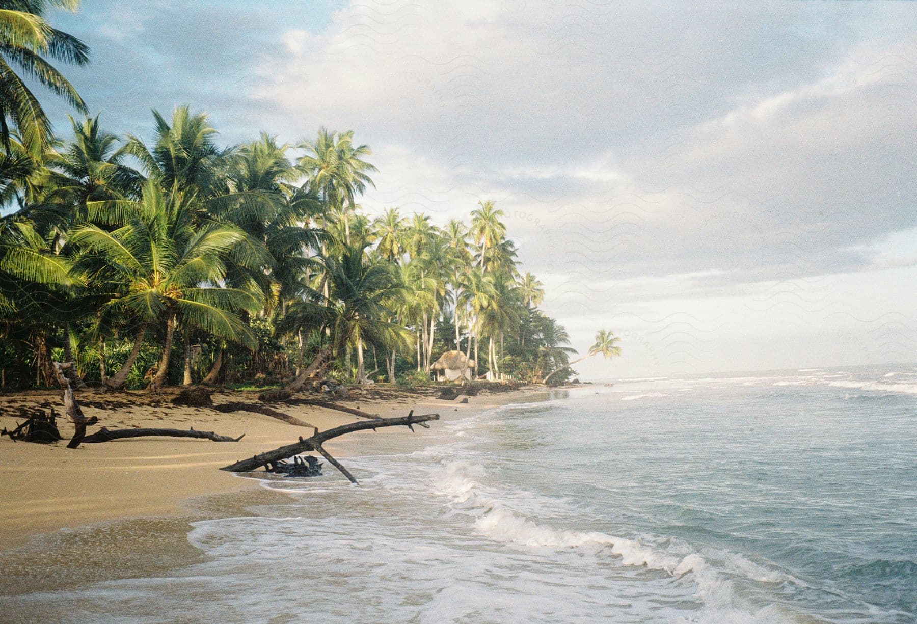Landscape of a tropical beach with palm trees near the ocean