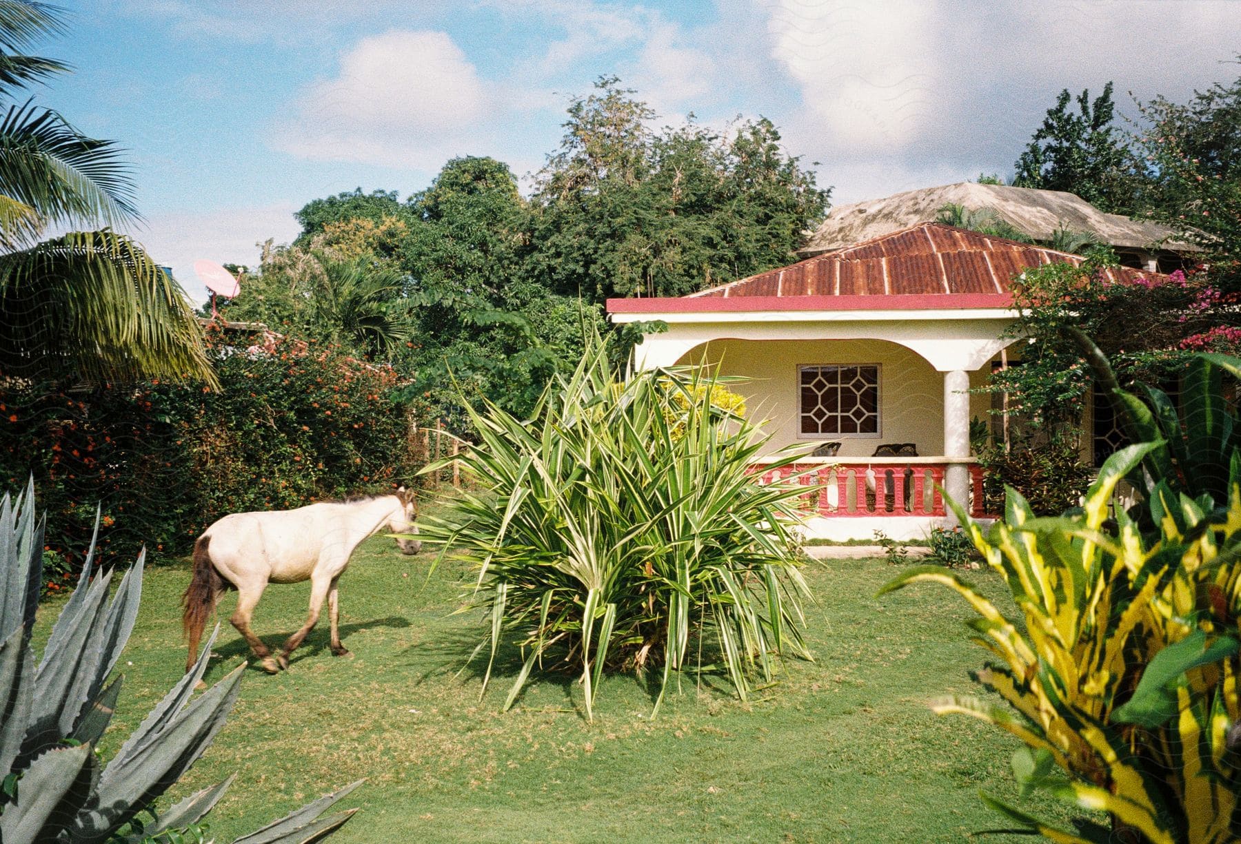 A tropical house with a red roof and porch, surrounded by lush greenery and a grazing horse in the yard.