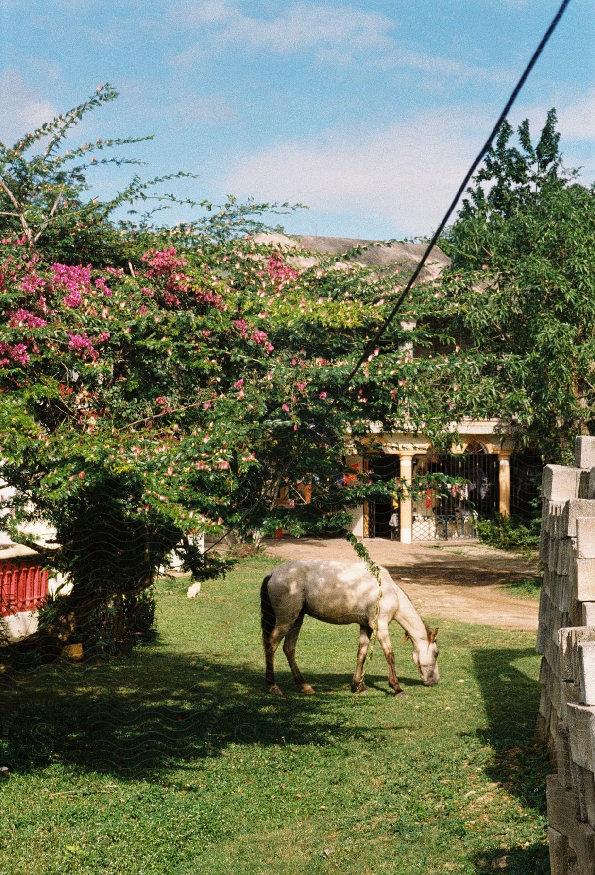 A horse is grazing in the yard in front of a house with flowers in bloom.