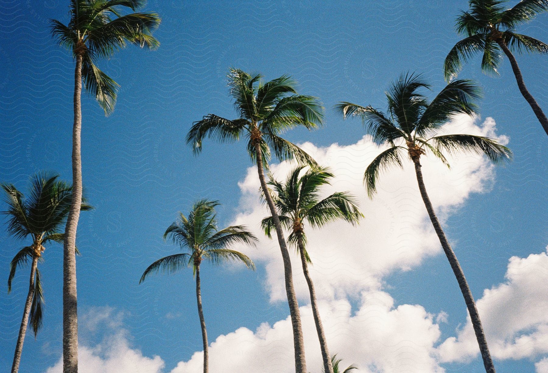 Stock photo of palm trees against a blue sky with clouds.