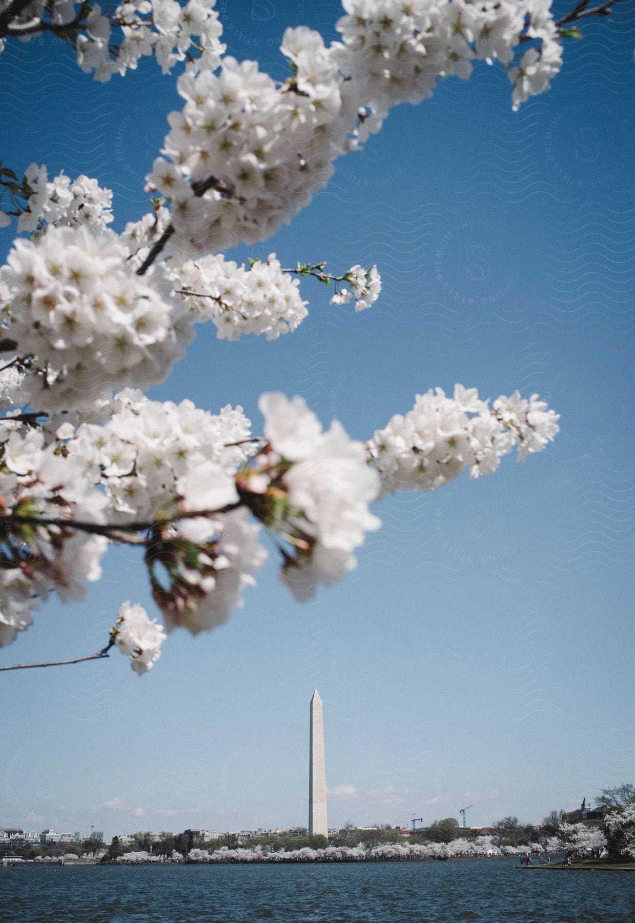 Branches of trees in bloom, with lush white flowers, against a blue sky. In the background, an obelisk stands out, indicating an important monument or landmark.