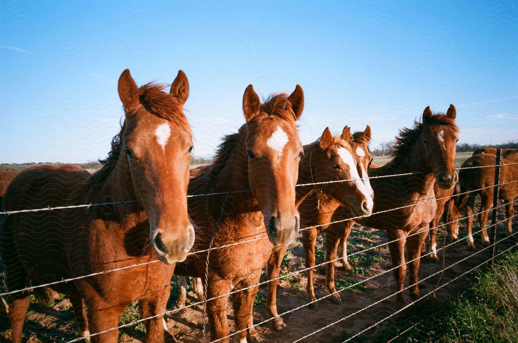 Many horses standing on a field behind a fence on a clear sunny day