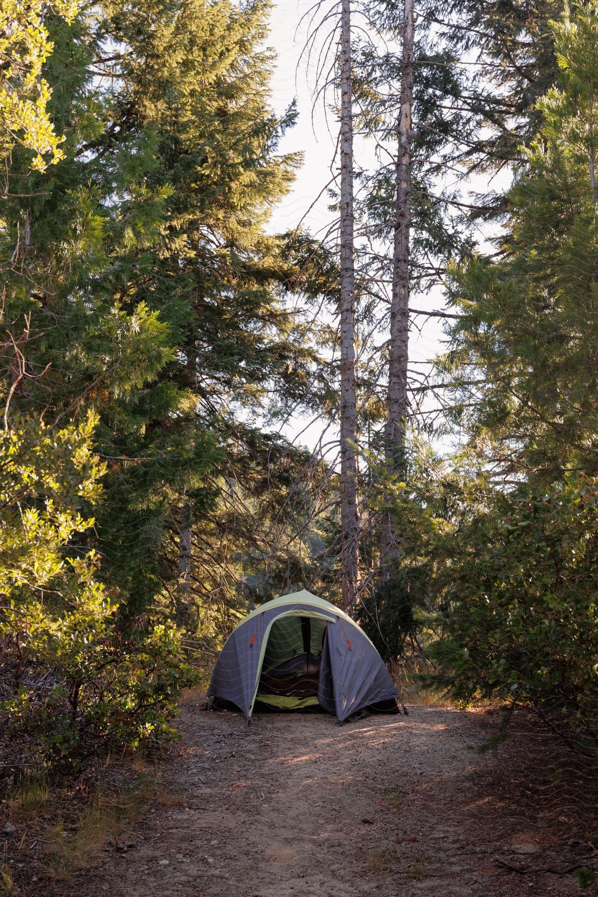 A tent is setup in the middle of the forest surrounded by trees during the day