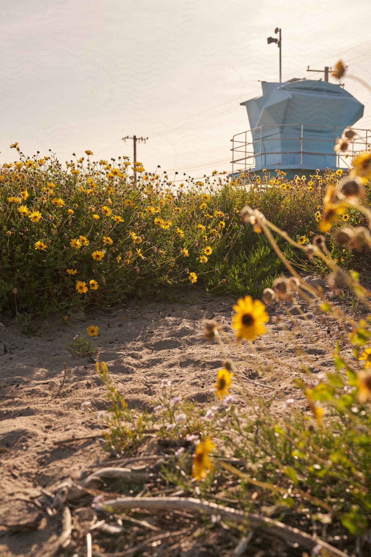 Sunflowers flank a sandy path under utility poles.