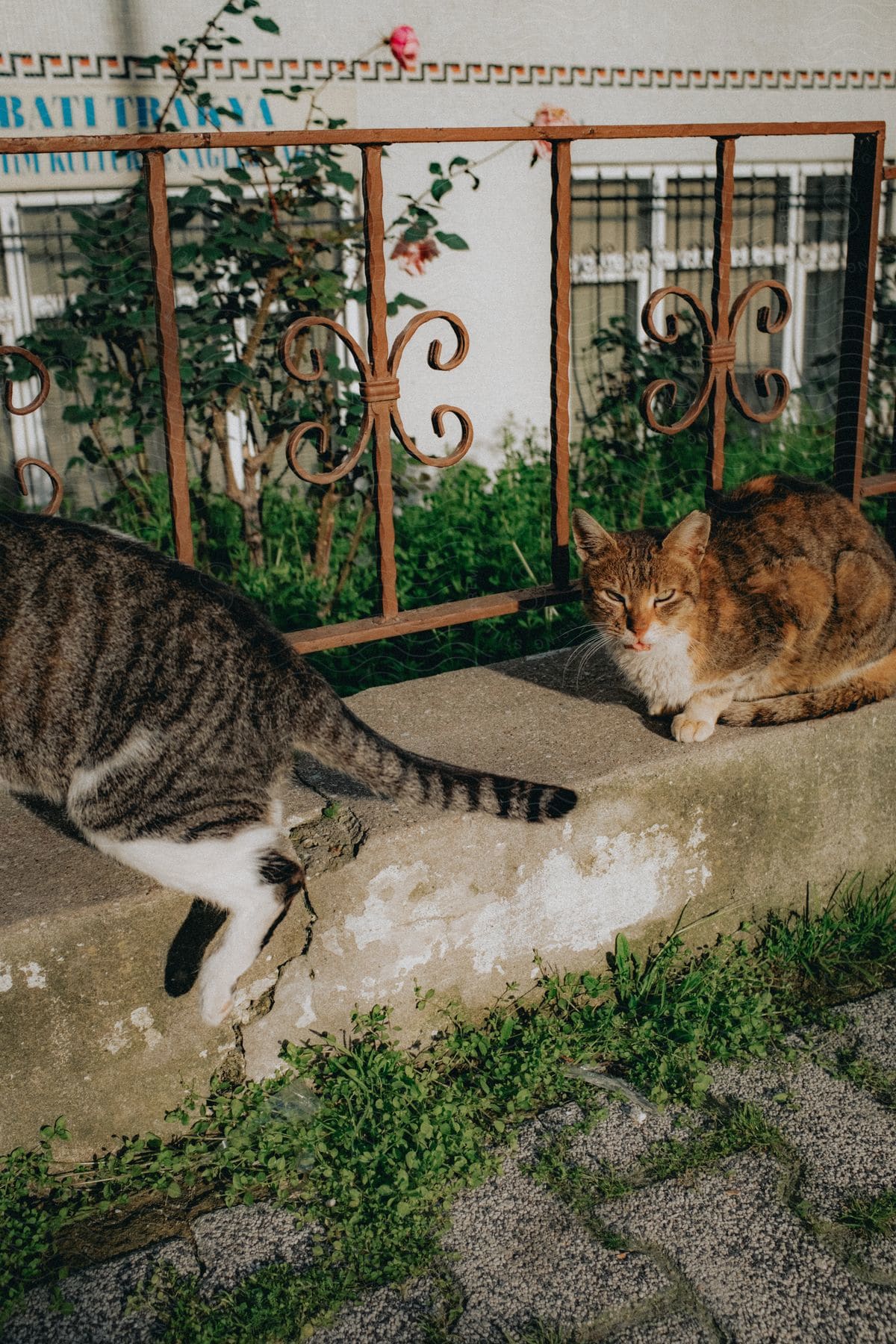 Two tabby cats sit on a concrete berm in front of a building on a summer day.