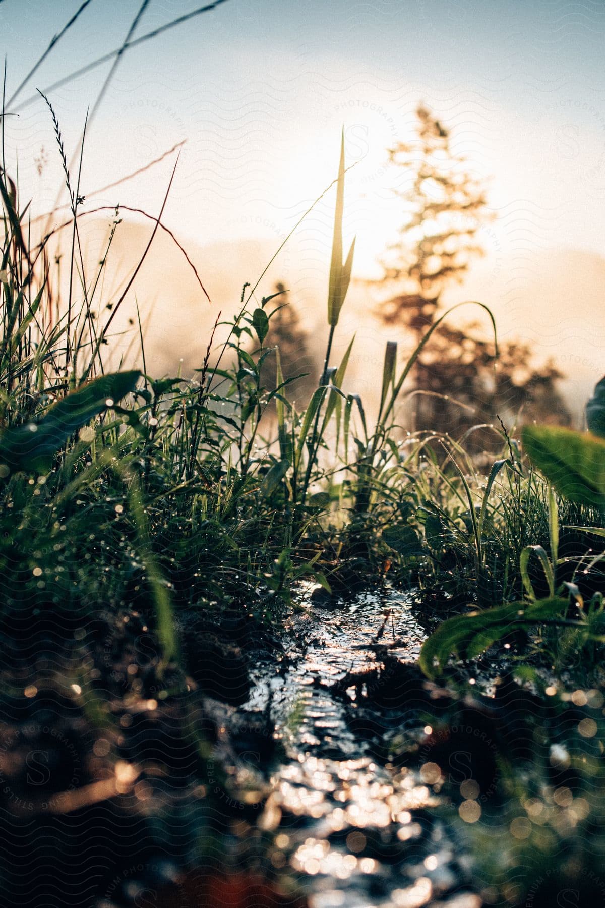 Rain drops on leaves and grass blades shimmer in the sunlight and reflect on a small stream of water