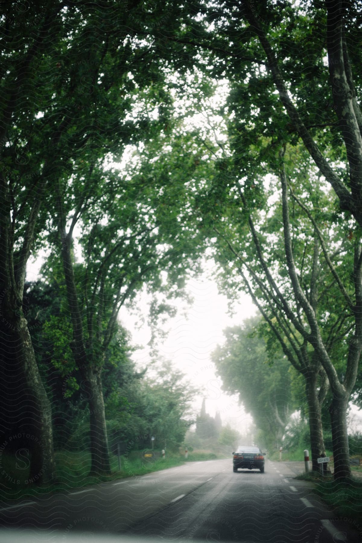 A car is traveling on the road near large trees on a cloudy day