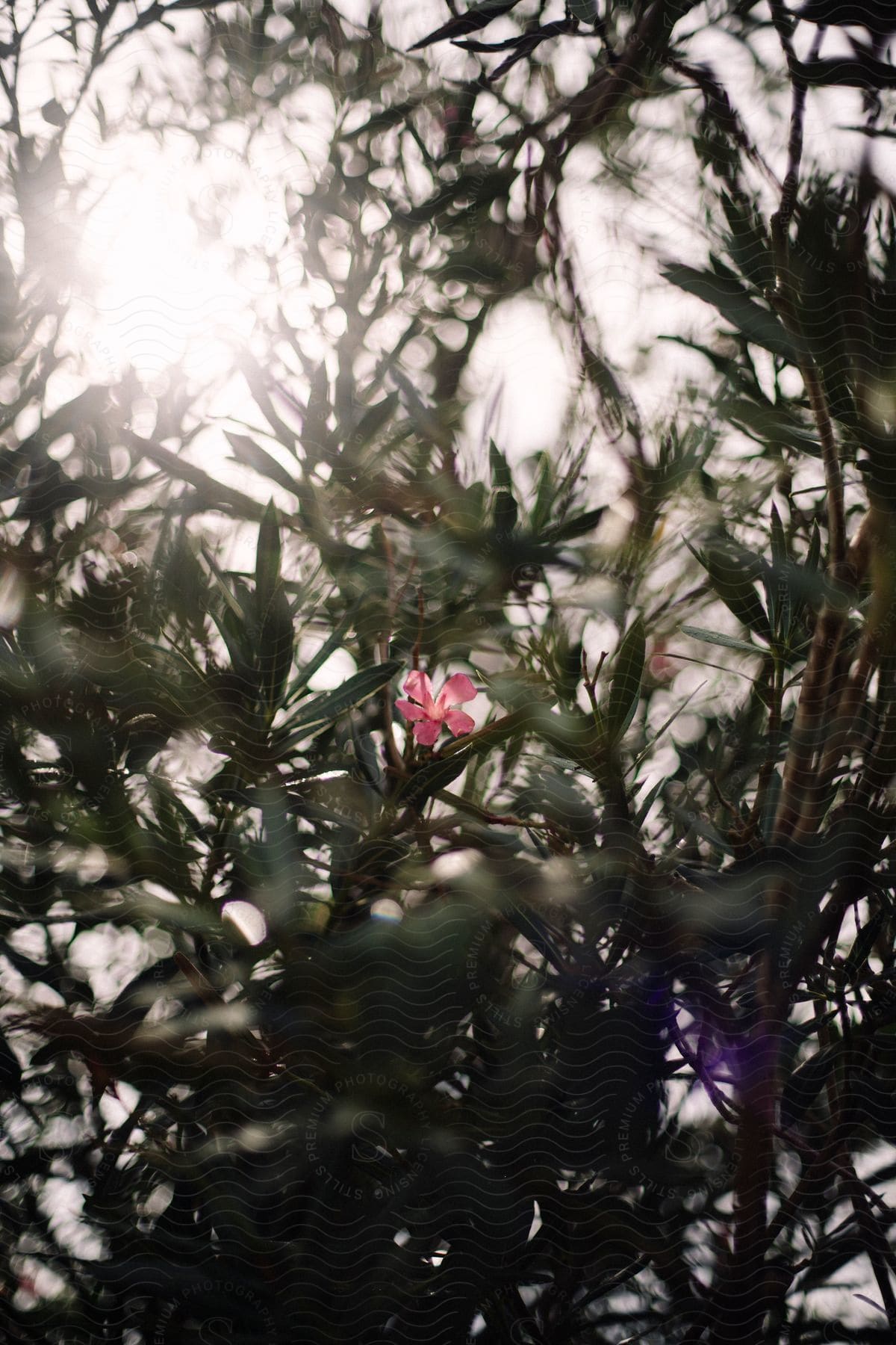 Pink flower in the center of plants in the woods as the sun shines through the branches