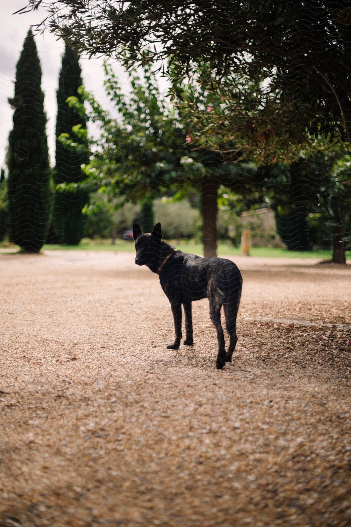 Pet dog standing in lot near trees