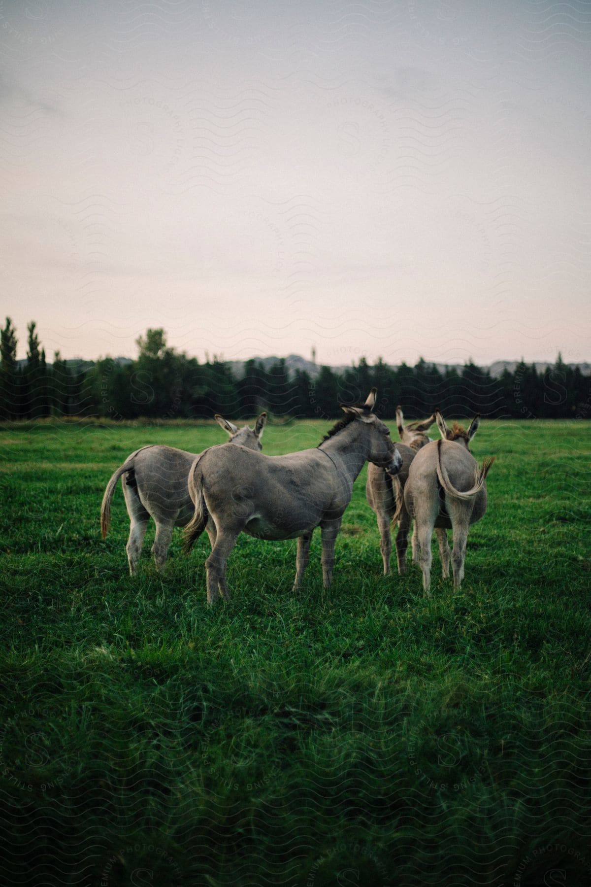 a group of donkeys standing in a grassy field.