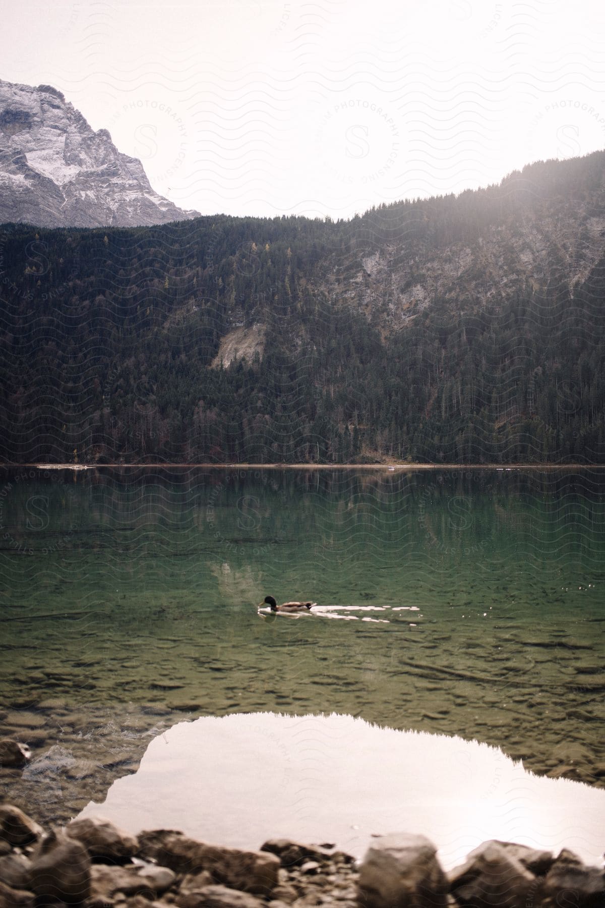 A lone duck is paddling peacefully across a calm lake, surrounded by majestic mountains.