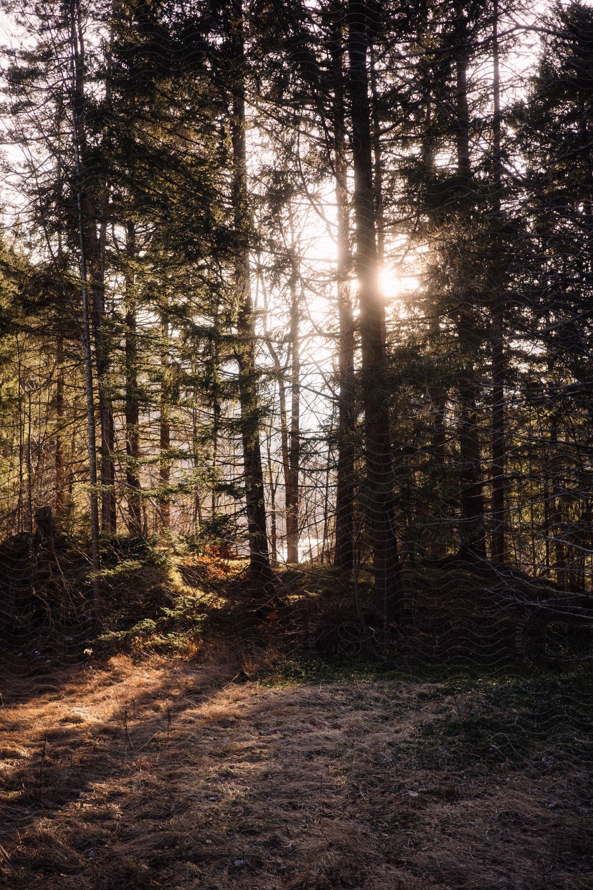 Sunlight shining through evergreen trees before a dry clearing.