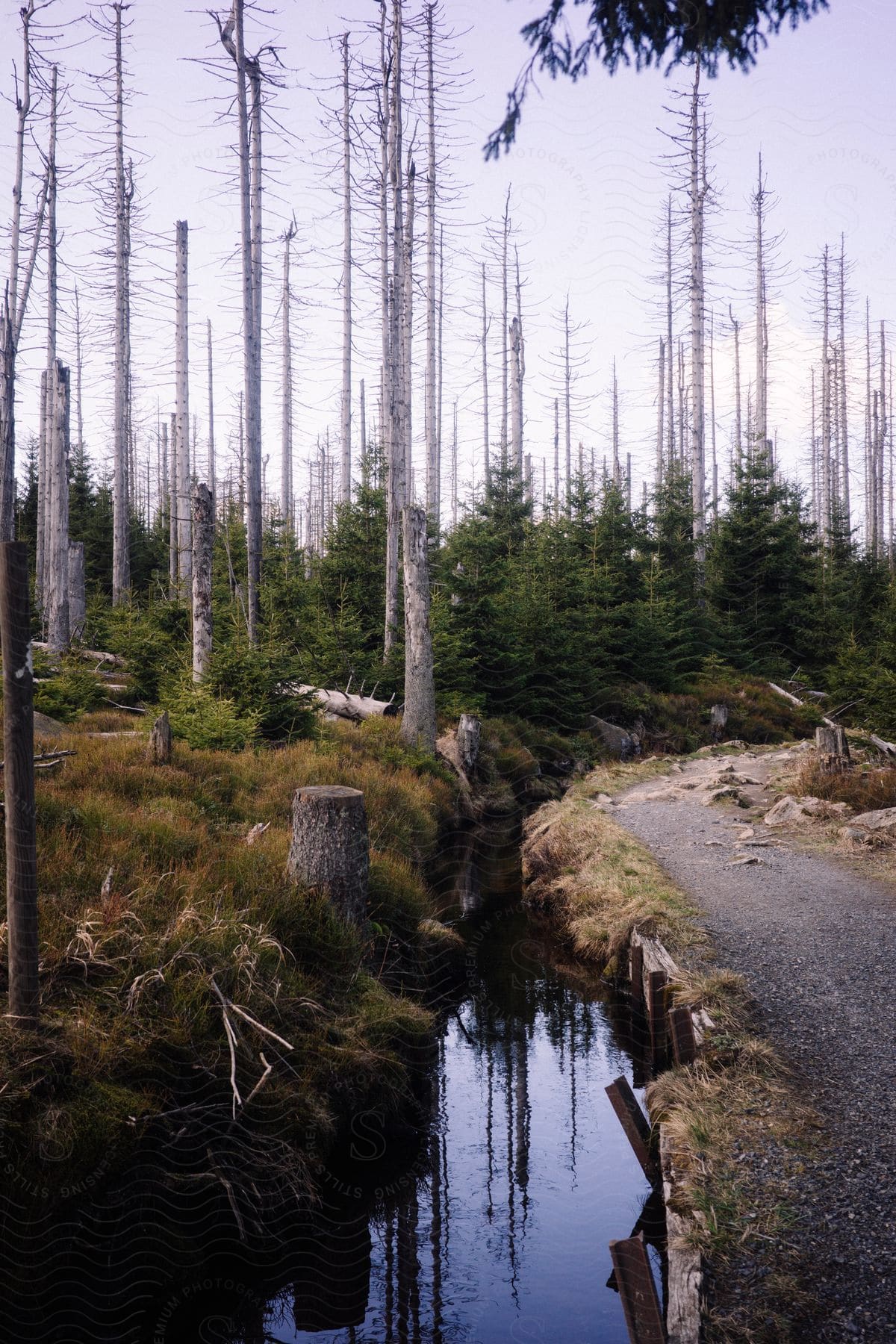 Path along a stream with tall baren trees among the pines