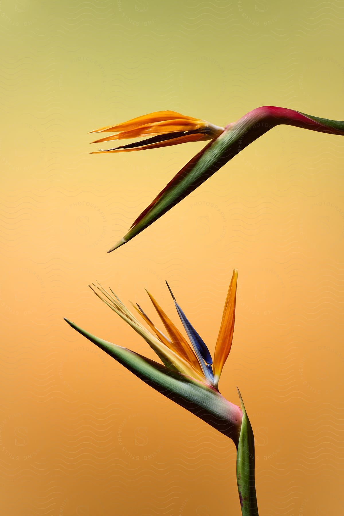 Two budding stalks of grass.