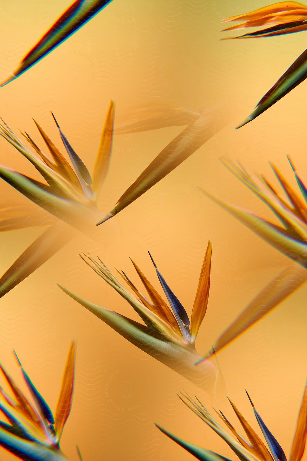 Bird of paradise flower petals in close-up, with vibrant colors ranging from green to blue or orange.