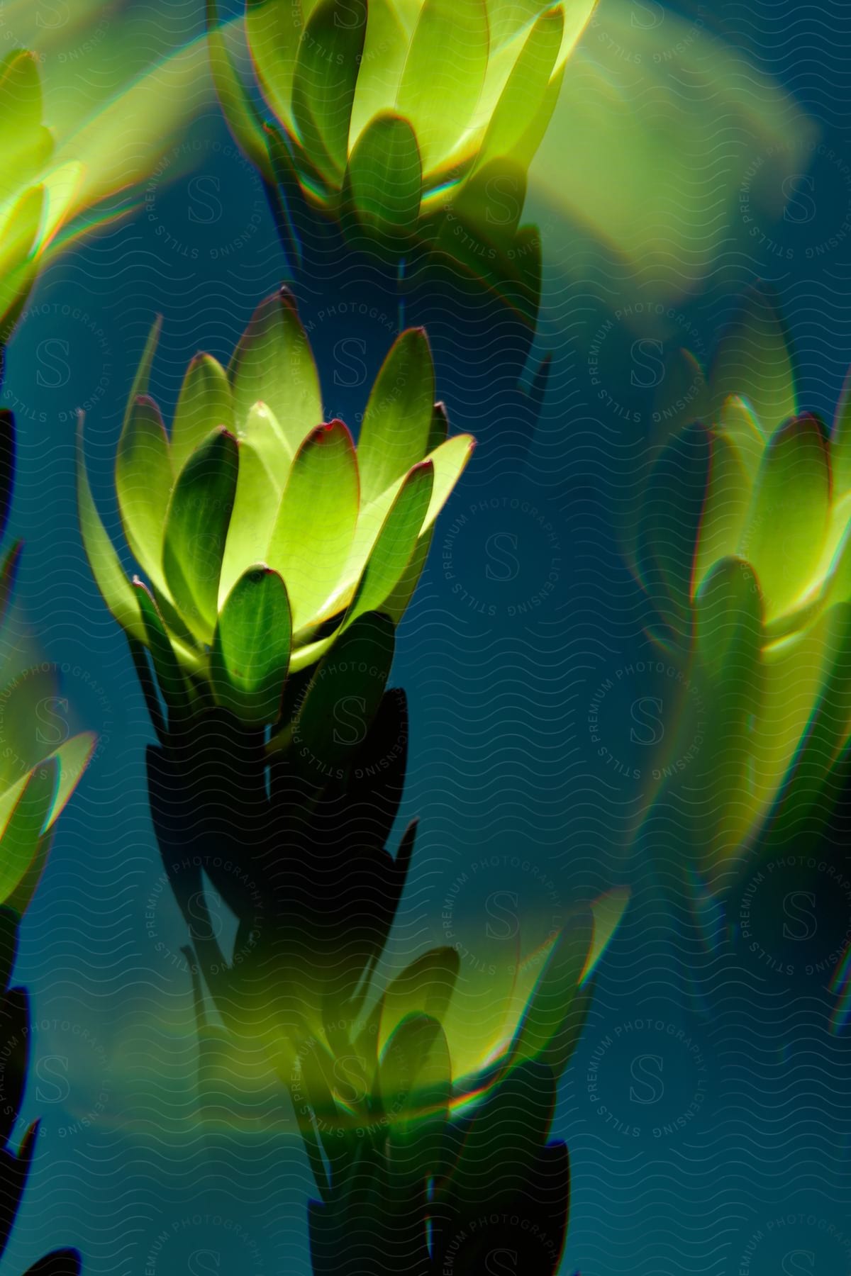 The image features several green lotus-like plants floating on calm, reflective blue water with a subtle interplay of light and shadows creating an ethereal effect.