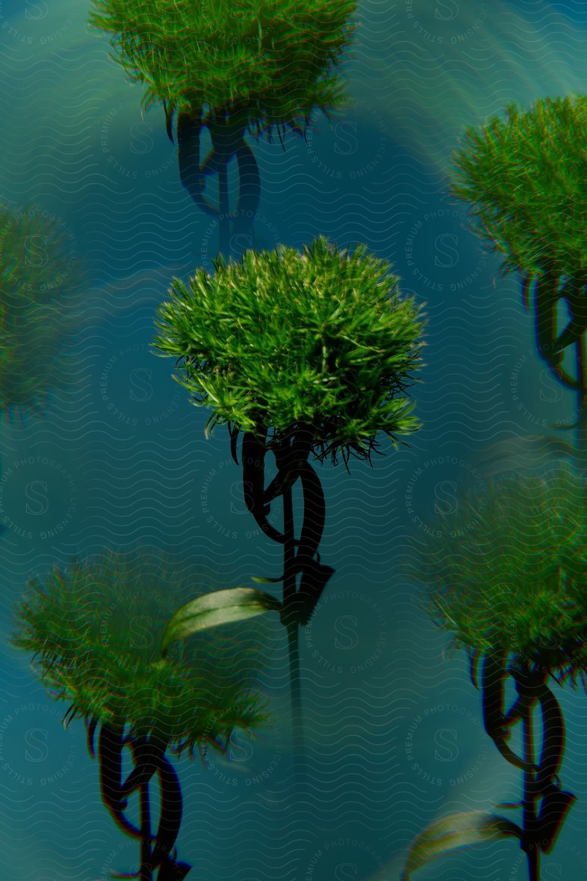 a green water lily with delicate petals  floating on still water.