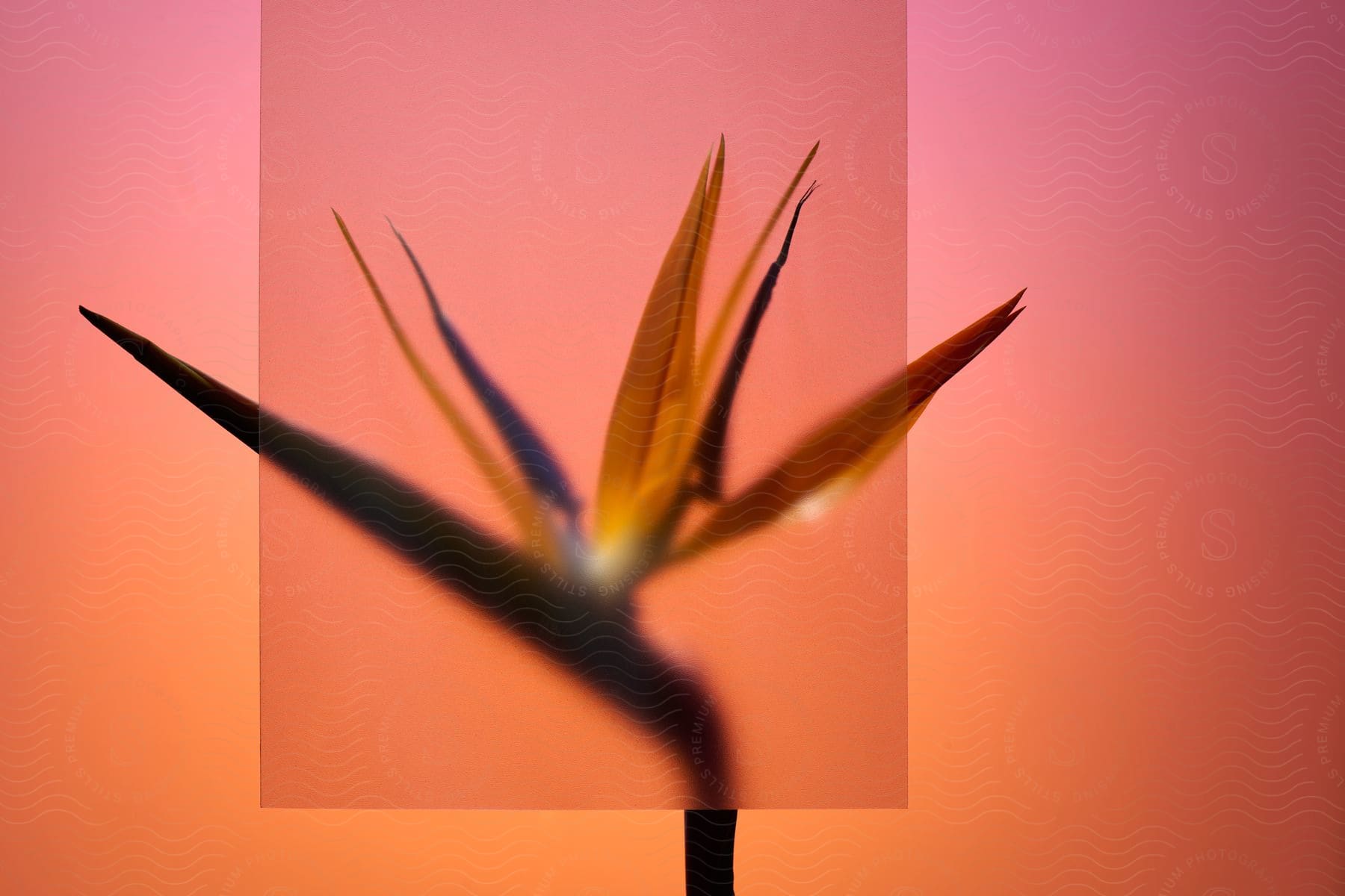 The silhouette of a flower stands out against a gradient pink background.