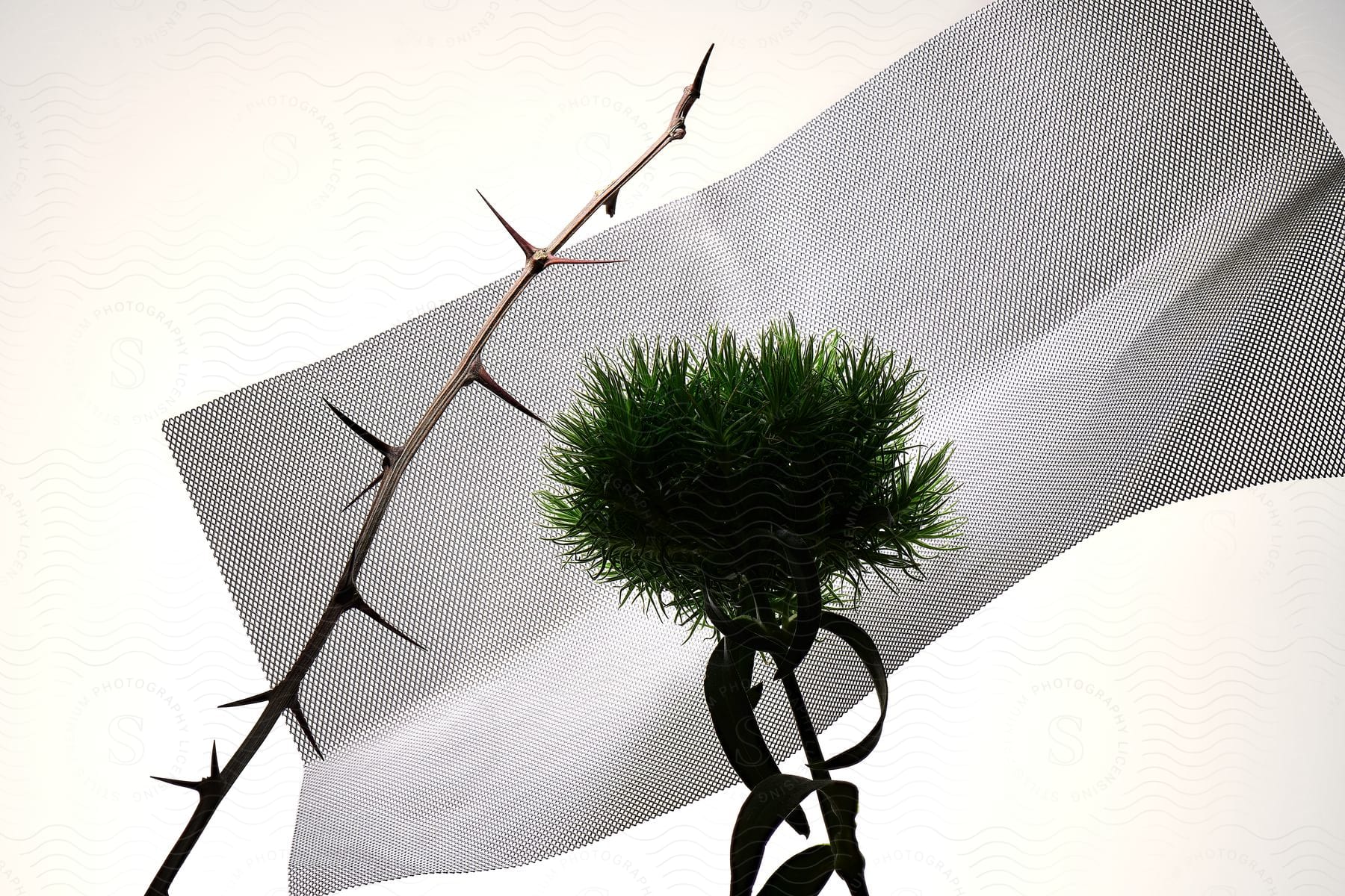 A branch of brown thorns with sharp points, contrasting with a lush green plant with thin leaves, positioned on a textured, semi-transparent background