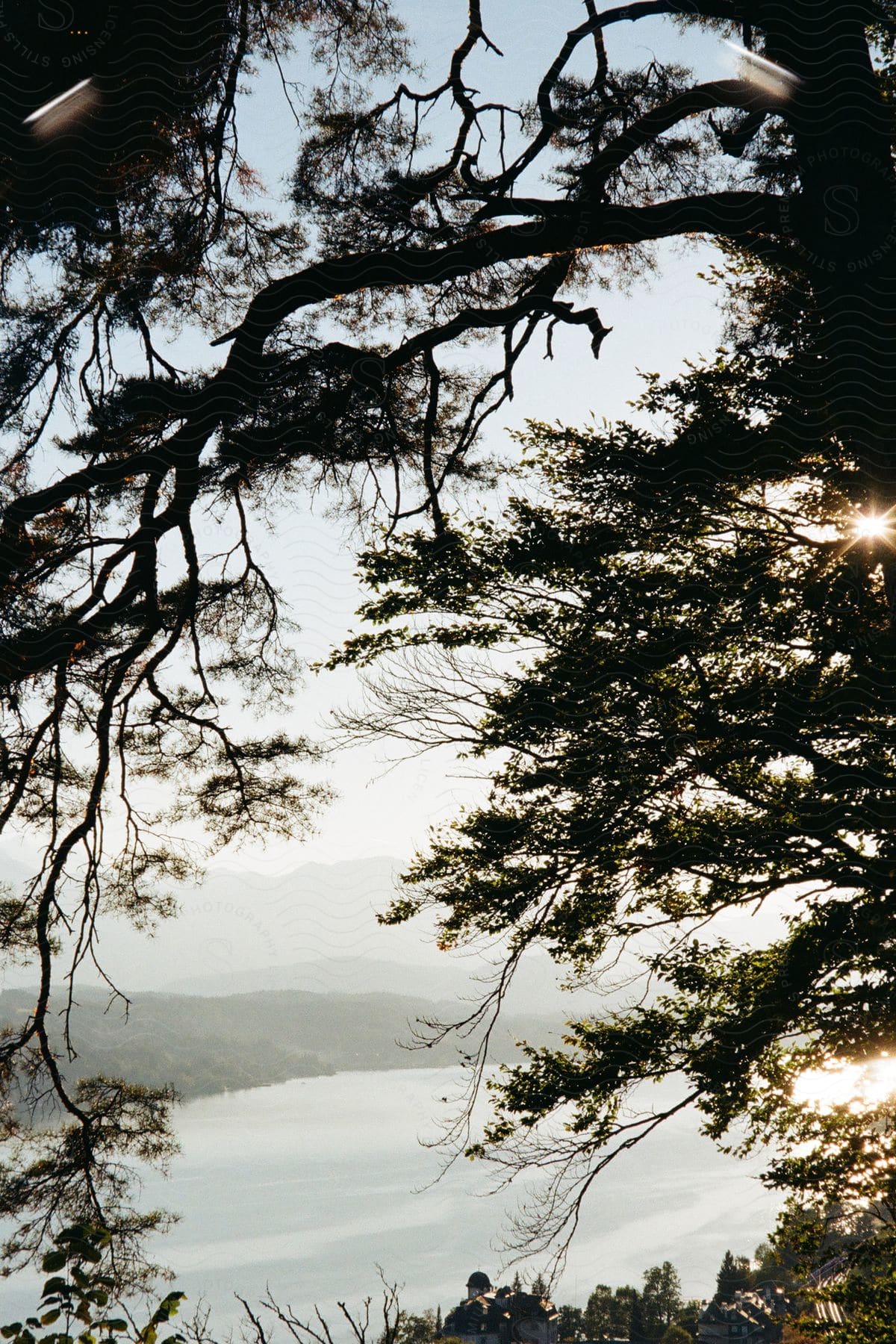 Sunrise through the silhouette of trees overlooking a mountainous lakeside landscape.