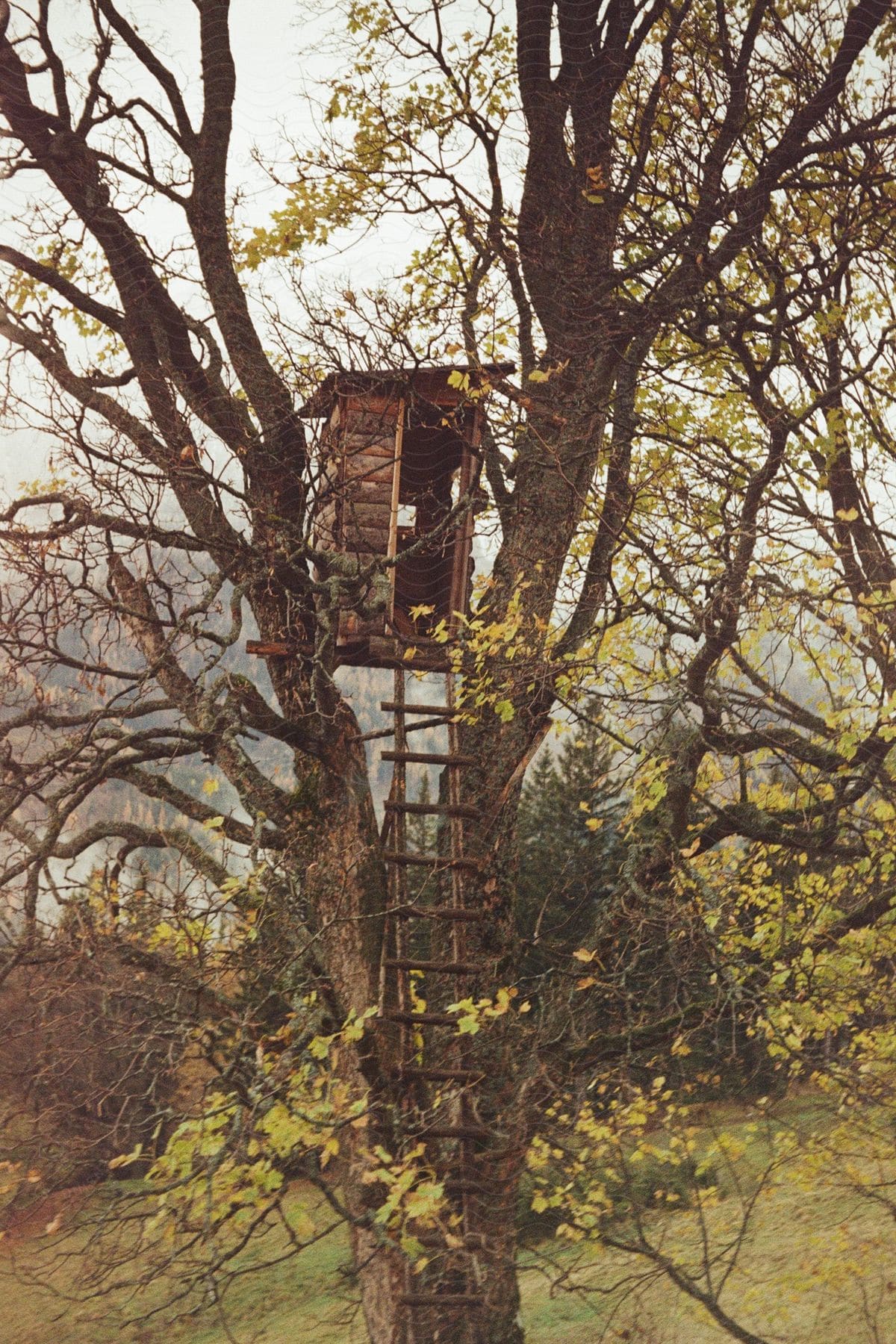 Ladder leading up to tree house in a tall tree