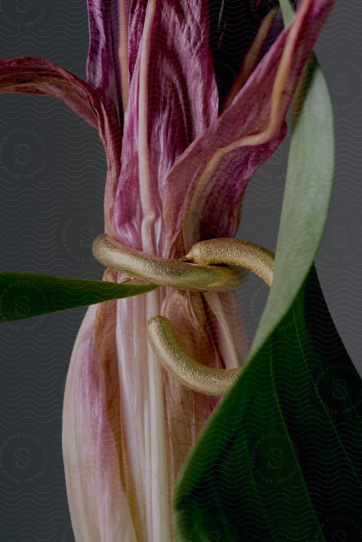 Extreme close-up of a tulip with two golden earrings on a gray blurred background.